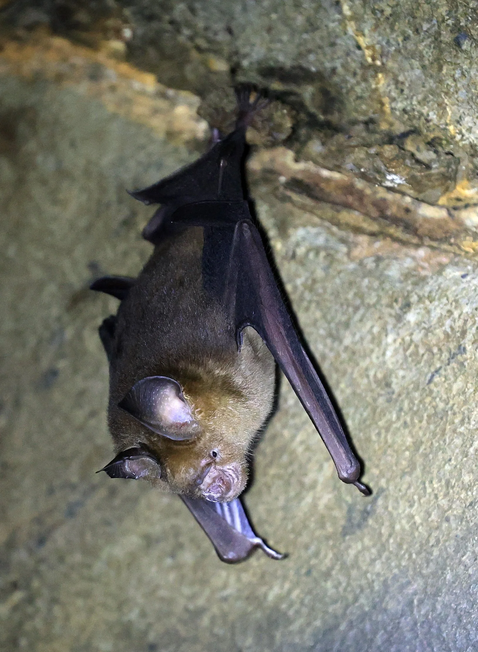 Horsfield’s Leaf-nosed Bat (Hipposideros larvatus) Wat Sa Nam Sai Temple Pak Chong Thailand (29).jpg