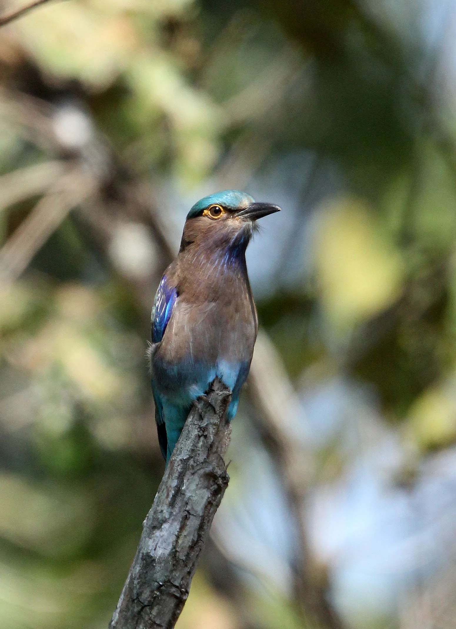 Indochinese Roller (Coracias affinis) Huai Kha Khaeng NWR Thailand (3).JPG