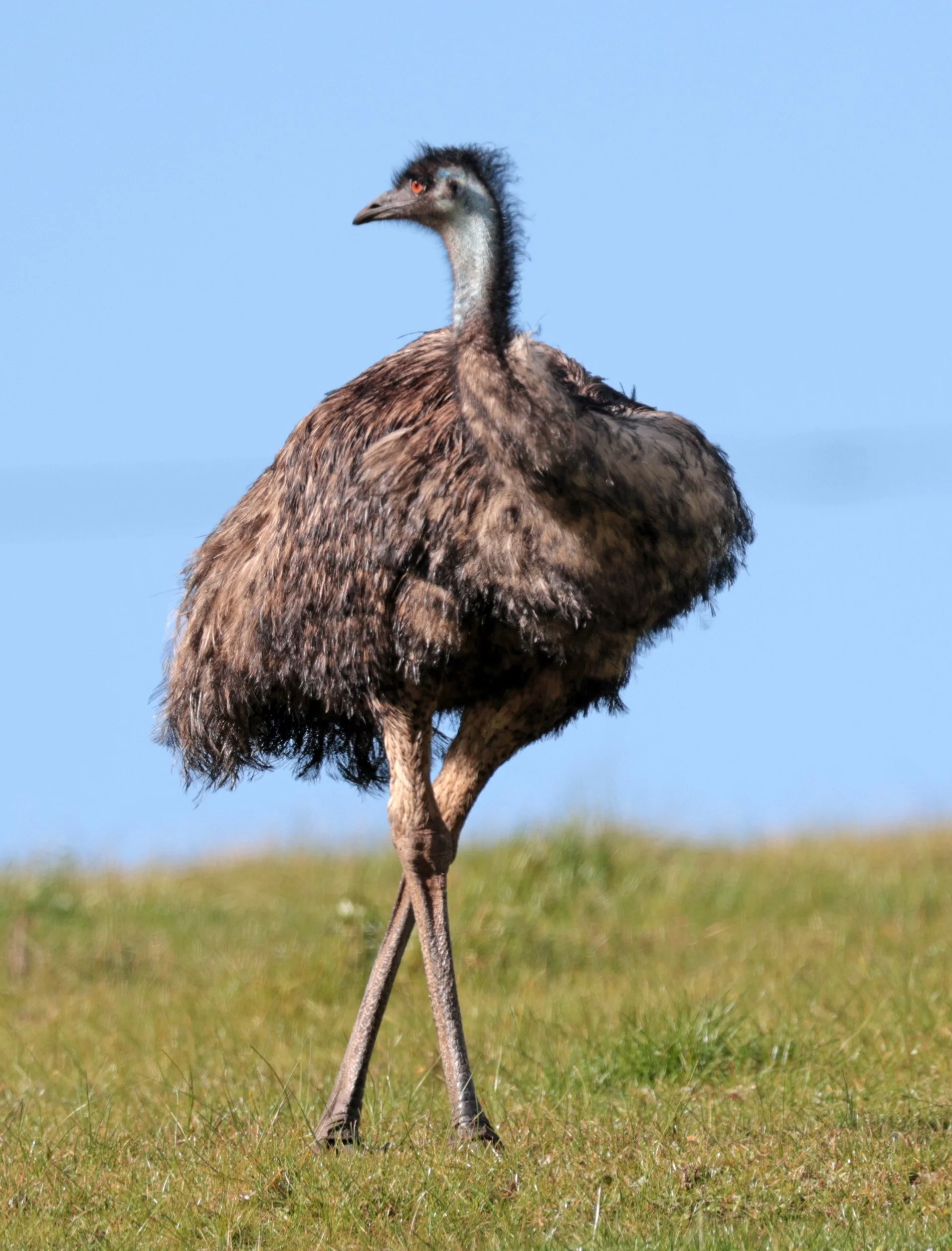 Emu (Dromaius novaehollandiae) Mt Frankland NP - Western Australia (27).jpg