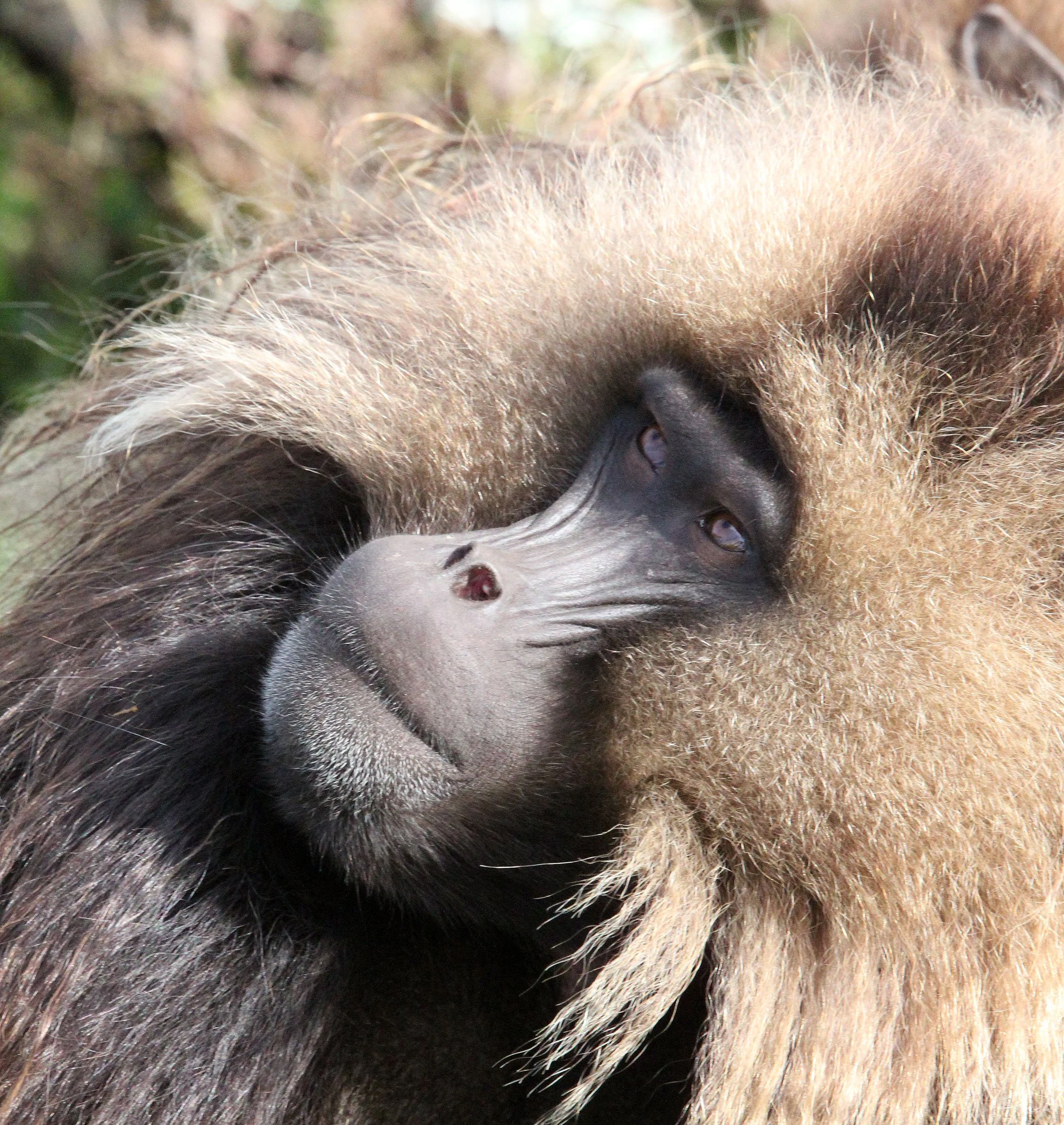 CERCOPITHECIDAE - Theropithecus gelada - GELADA - SIMIEN MOUNTAINS NATIONAL PARK ETHIOPIA (1634).JPG