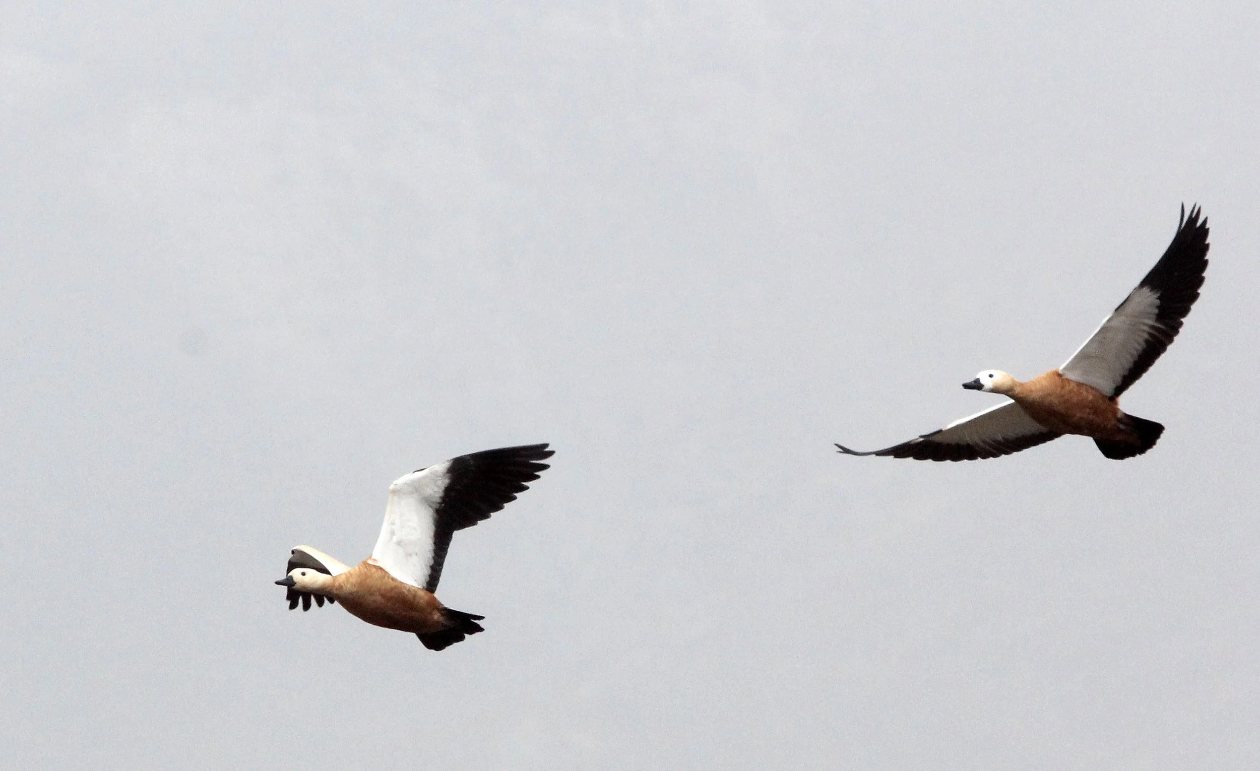 SHELDUCK - RUDDY SHELDUCK  - Tadorna ferruginea - 100 KM WEST OF XINING, QINGHAI PROVINCE CHINA (6).JPG