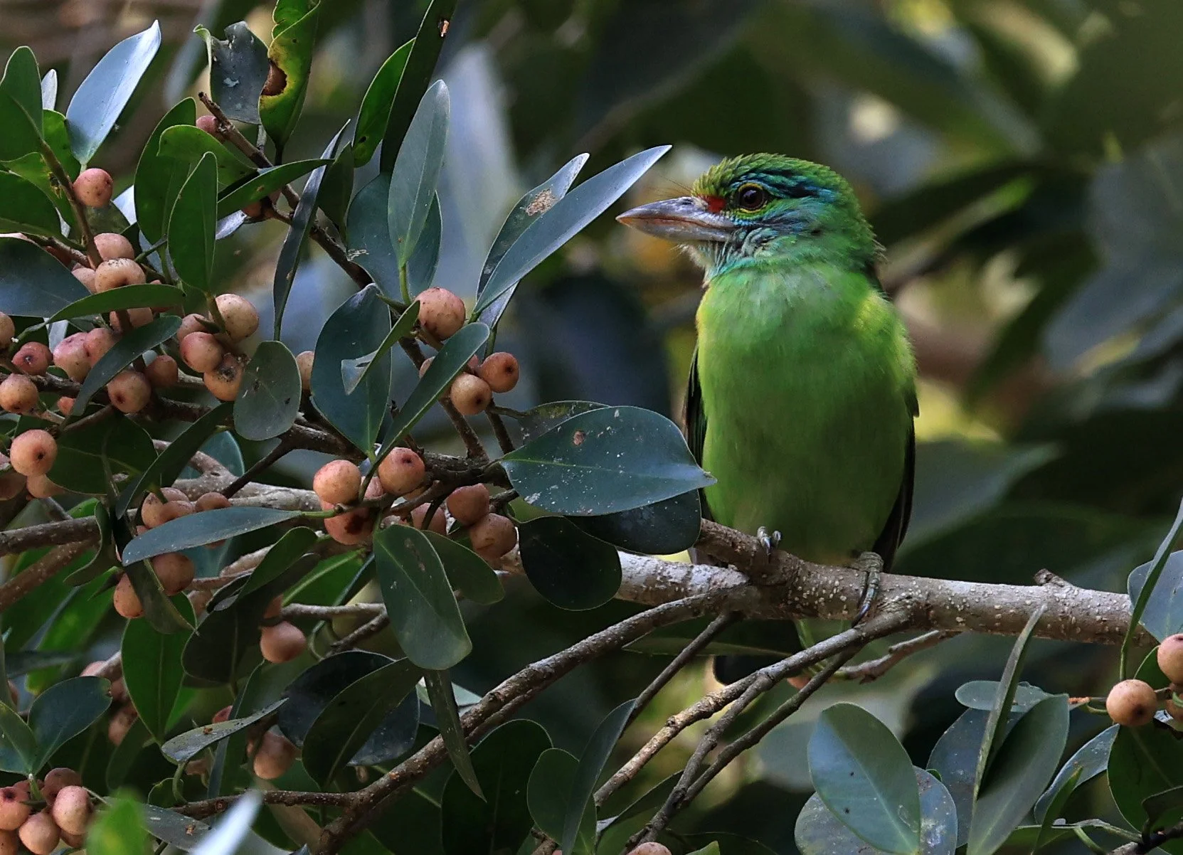 Moustached Barbet (Psilopogon incognitus) Khao Yai National Park Feb 2026 Day 2 (5).jpg