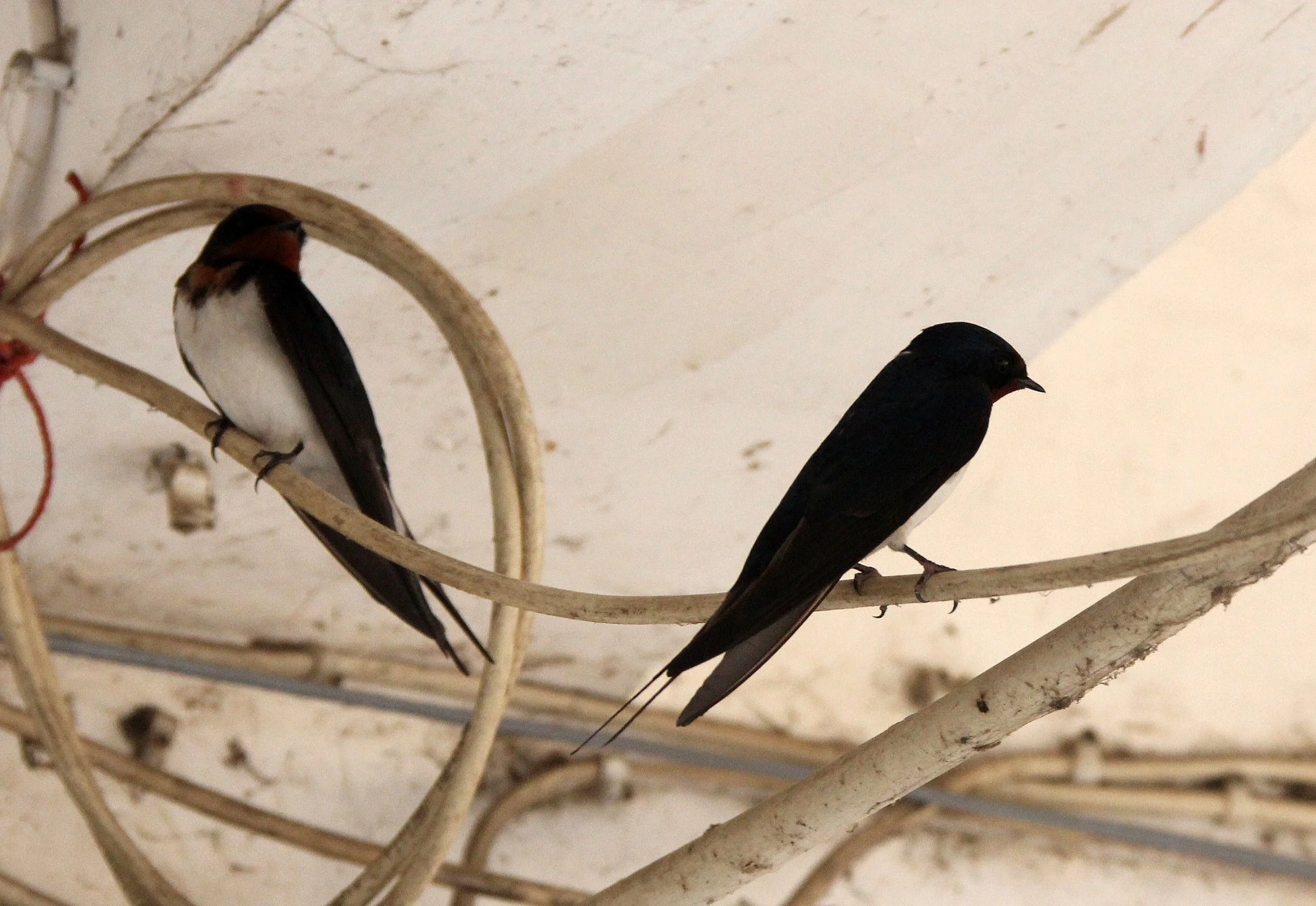 Barn Swallow (Hirundo rustica) Qingchuan and Surrounding Area Sichuan Area (1).JPG