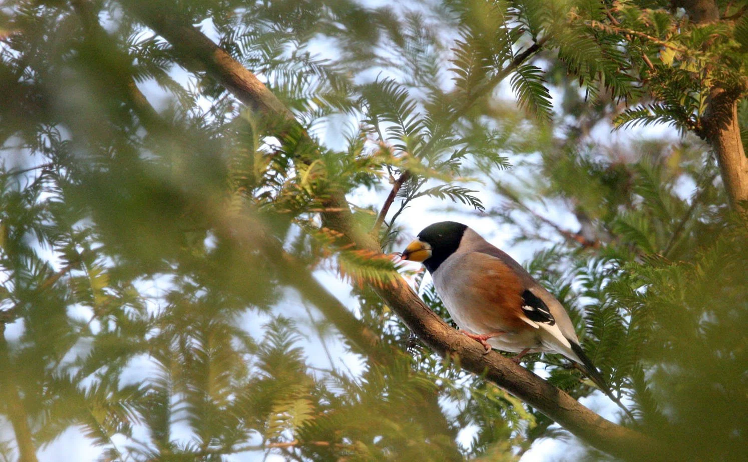 Chinese Grosbeak (Eophona migratoria) Nankou Rudong China (1).JPG