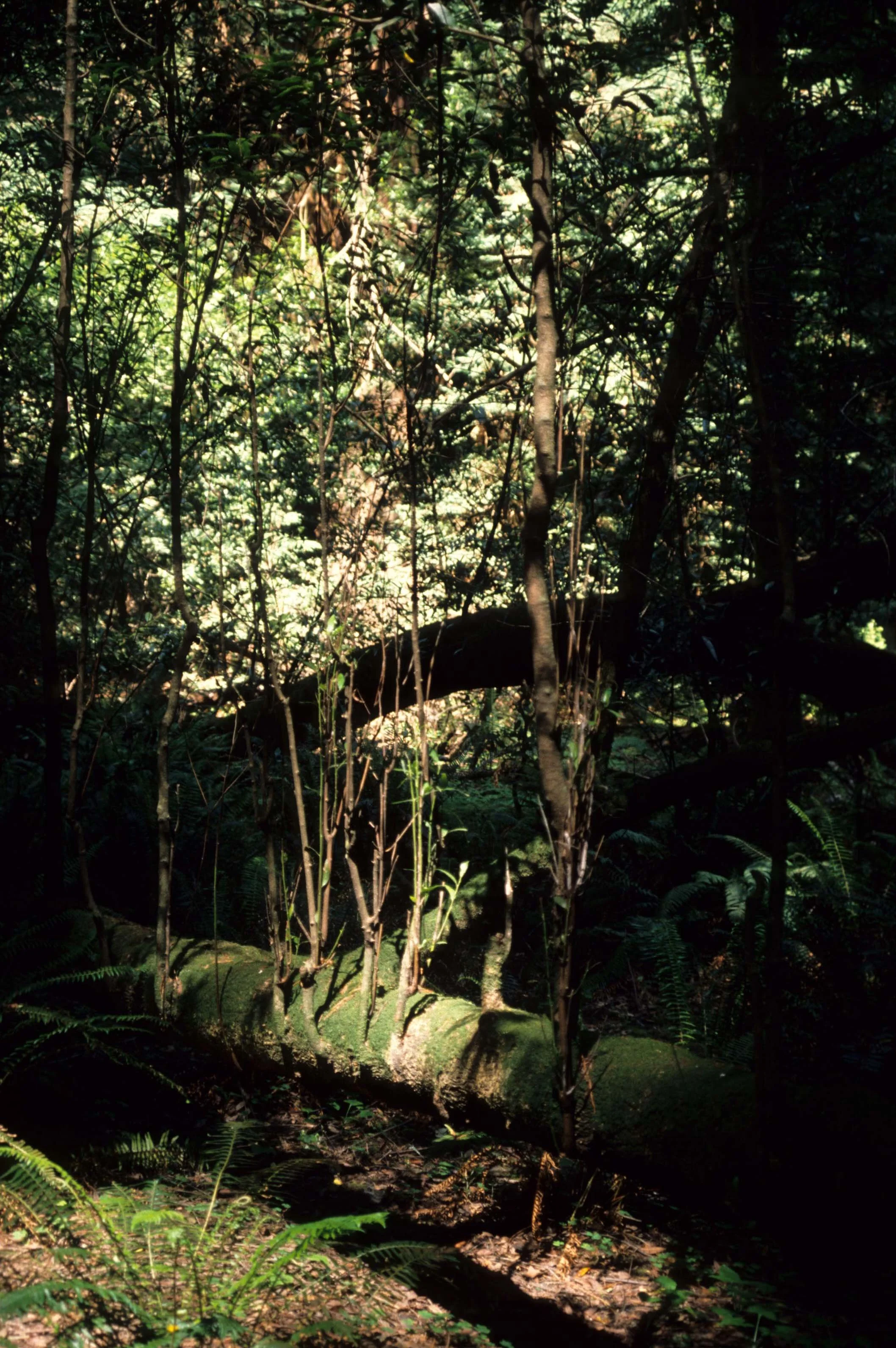 CALIFORNIA - REDWOODS NP - SALIX SPECIES.jpg