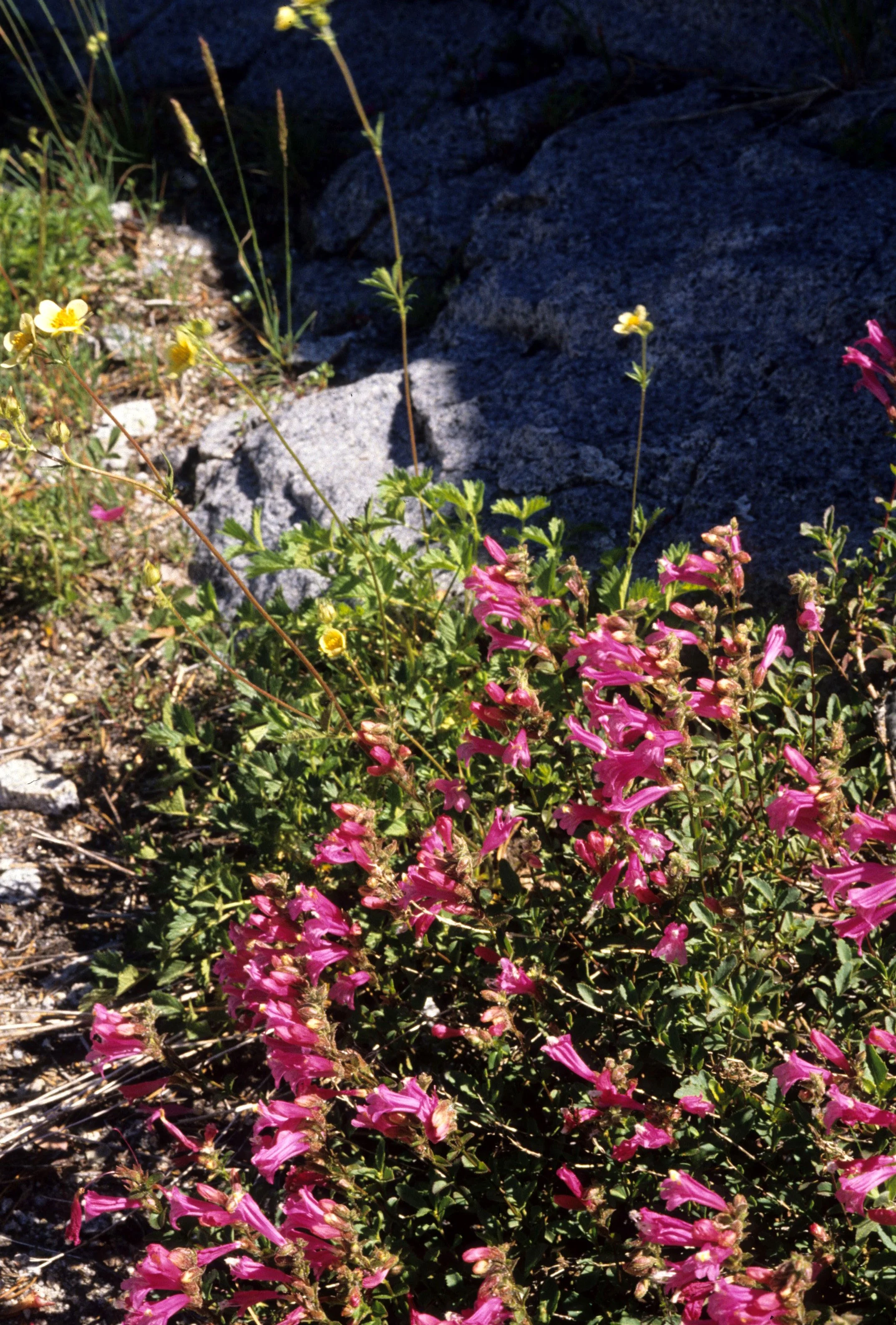 ARIZONA - GRAND CANYON - PENSTEMON SPECIES.jpg