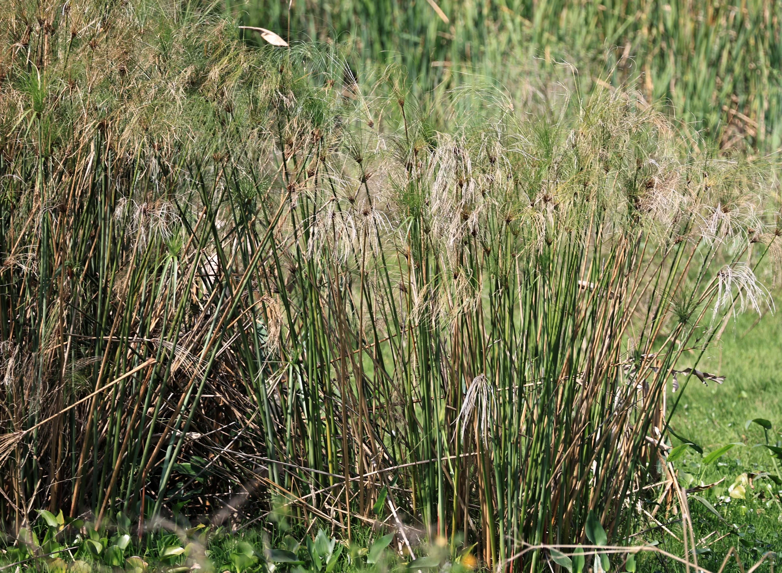 Mexican Papyrus  Piripiri (Cyperus giganteus) Asuncion Paraguay