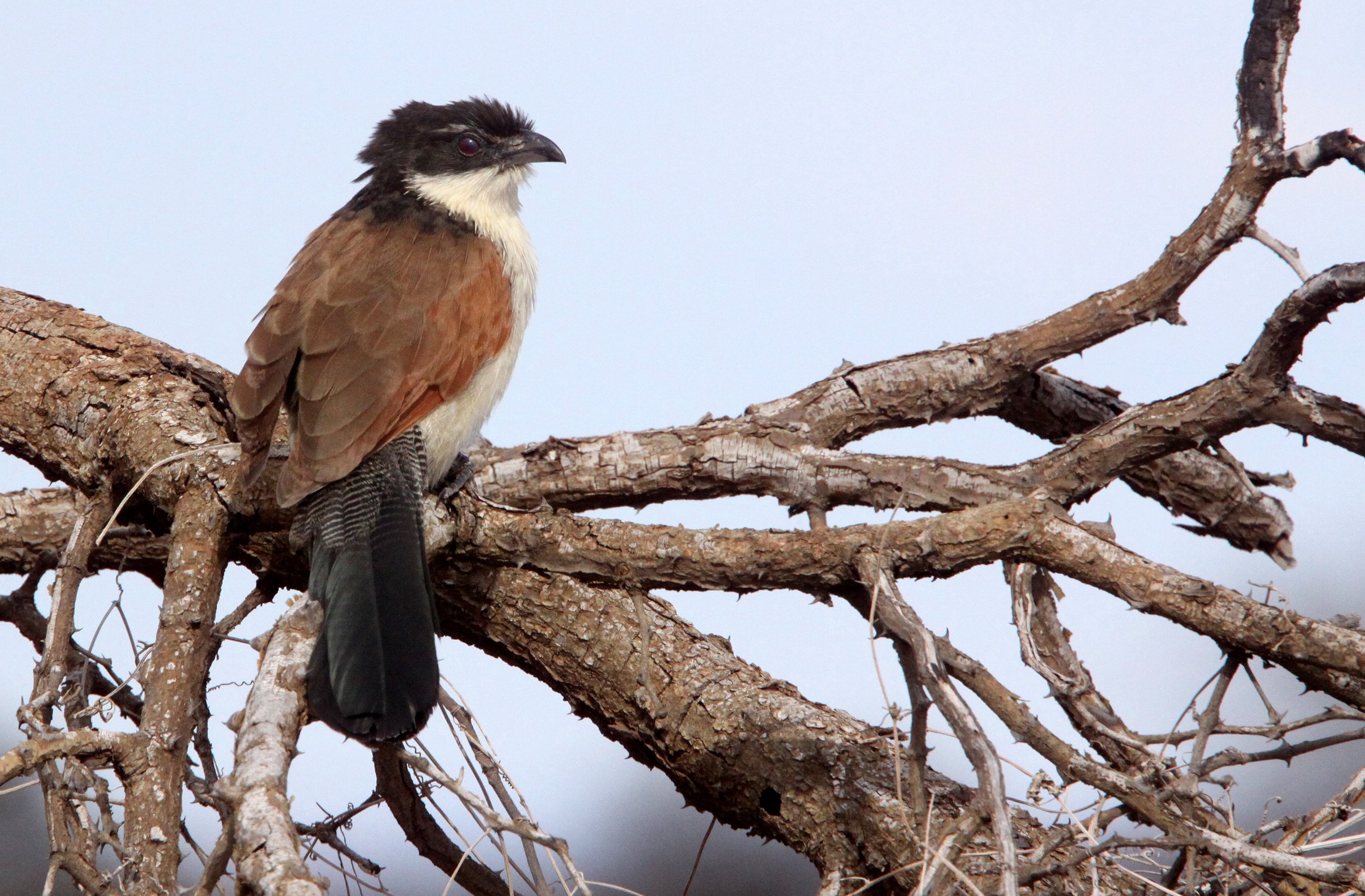 Burchell's Coucal (Centropus burchelli) Kruger NP South Africa (2).JPG