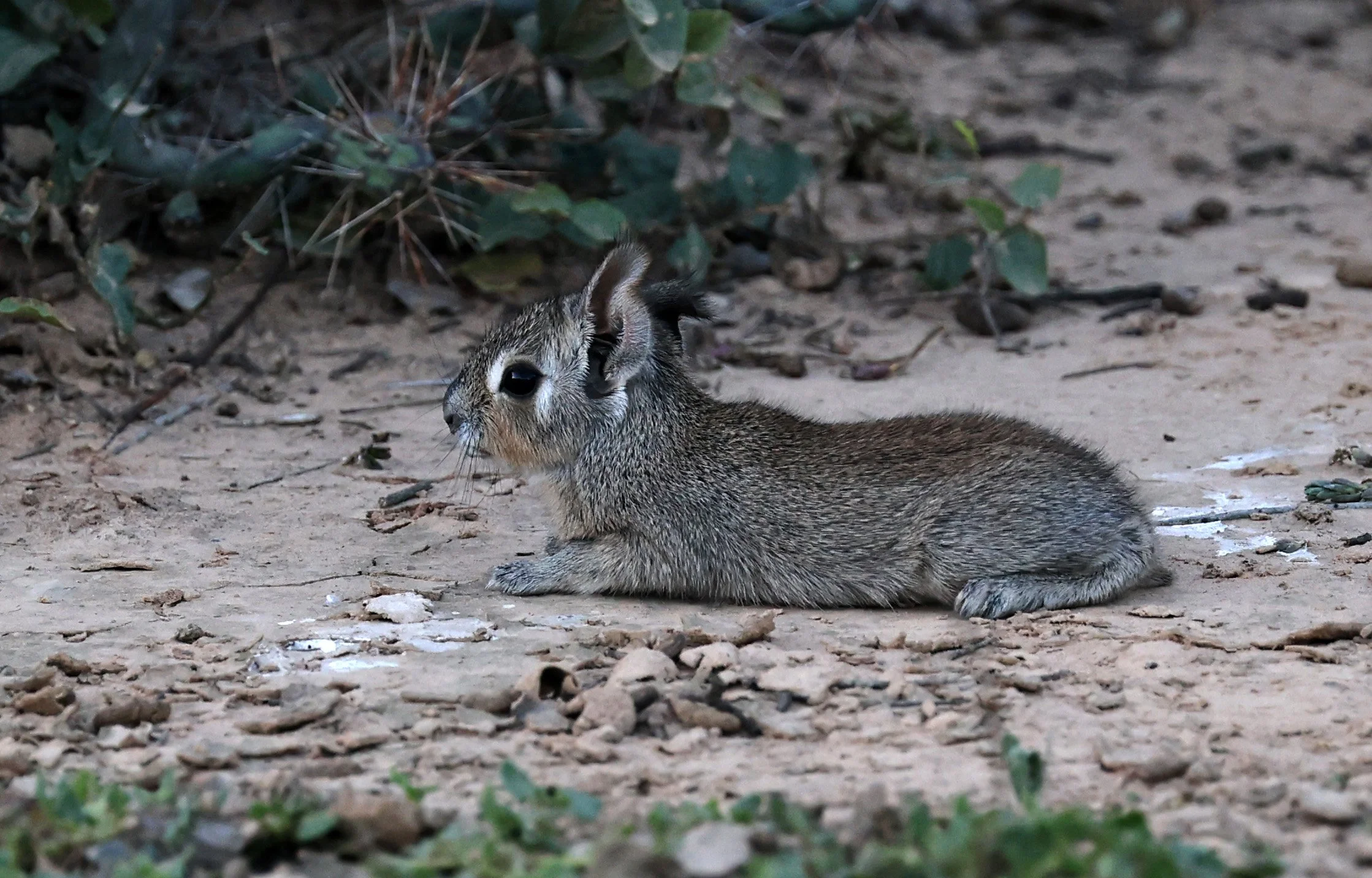 Chacoan Mara (Dolichotis salinicola) Fortin Toledo Paraguay (5).jpg
