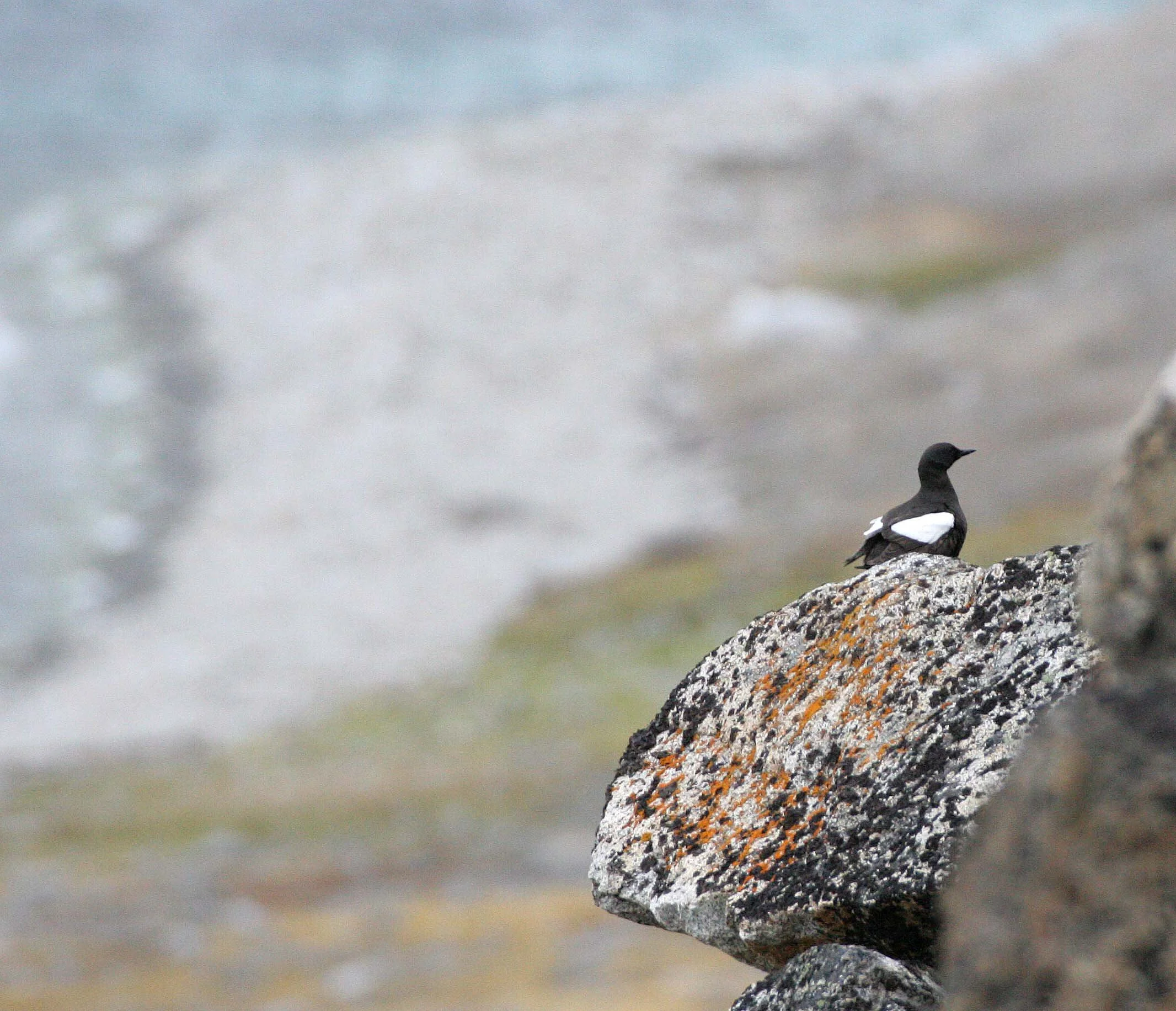 Cepphus grylle mandtii - BLACK GUILLEMOT - SVALBARD (8).jpg