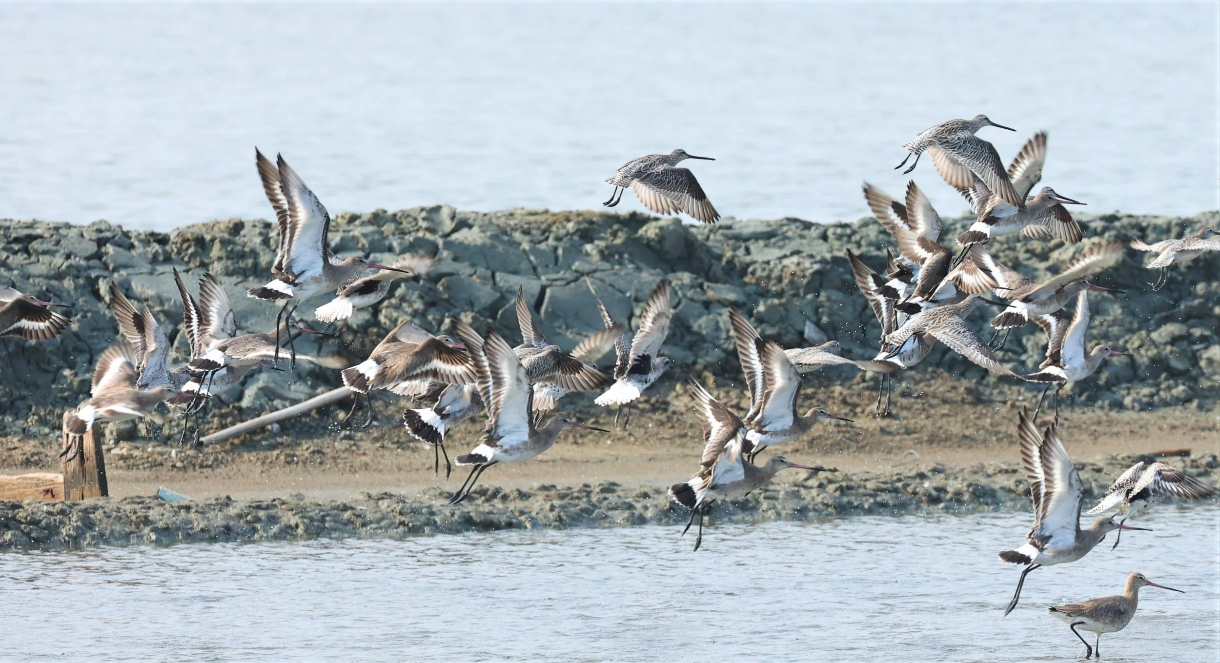 GODWIT - BLACK-TAILED GODWITS - Limosa limosa - WITH ASIAN GODWITS - PAK THALE SALT PONDS MARCH 2022 (5).jpg