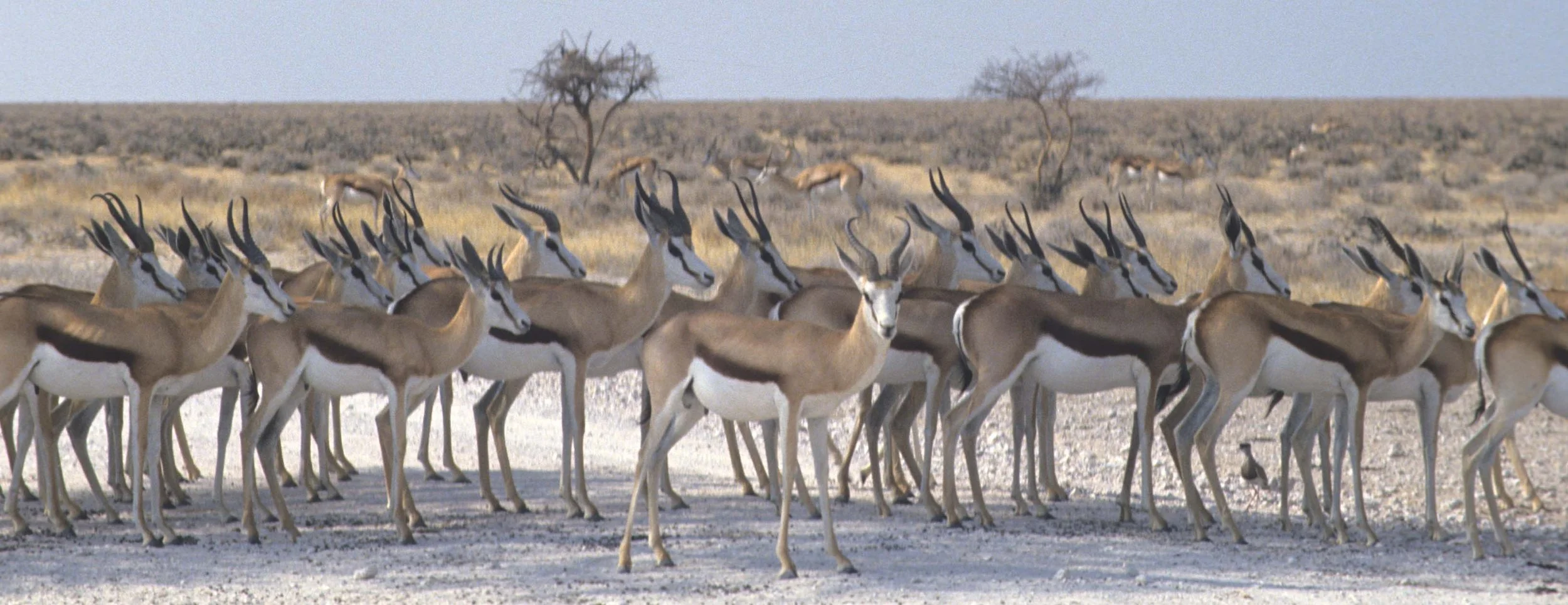 BOVID - SPRINGBOK - ETOSHA.jpg