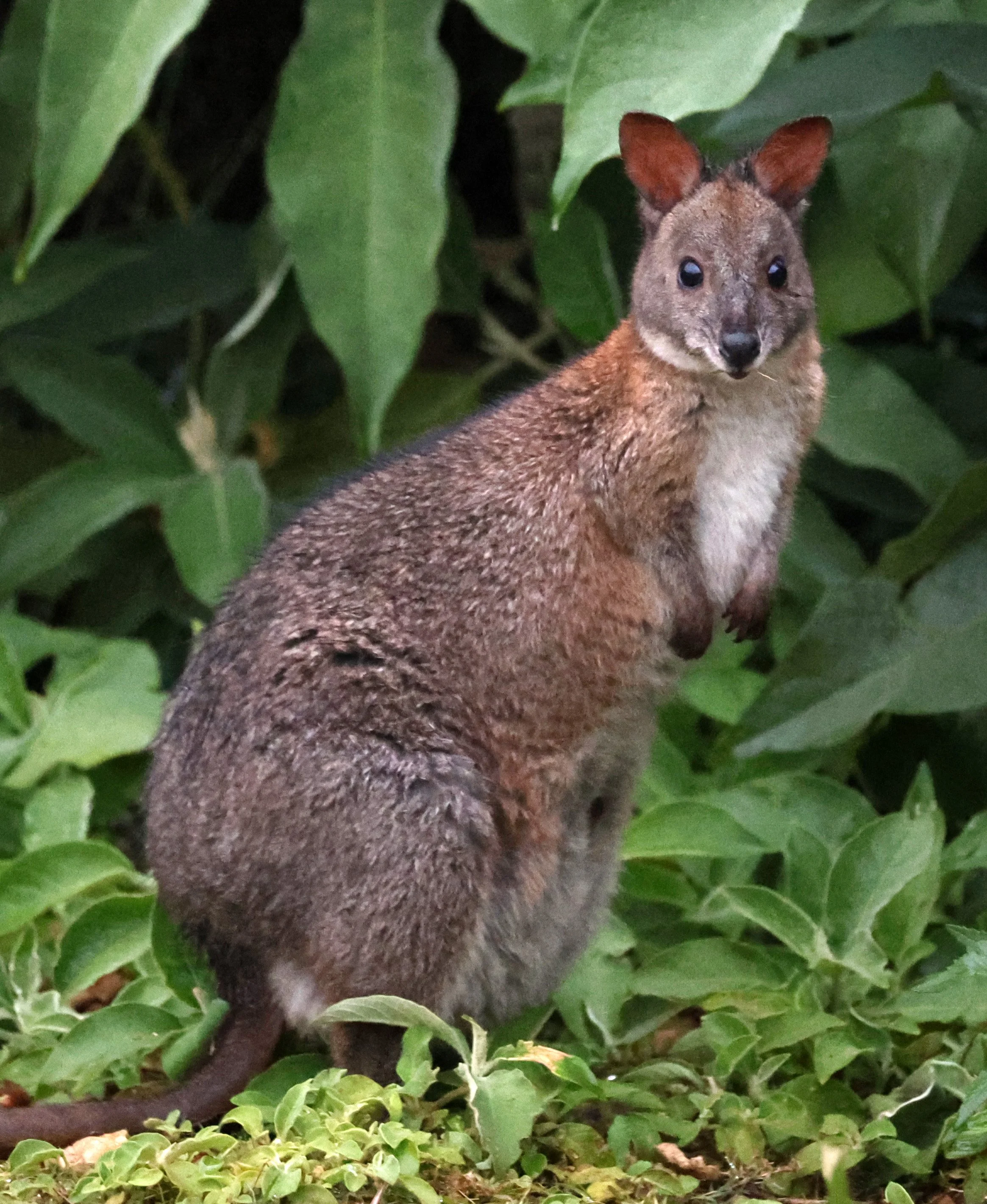 Red-necked Pademelon (Thylogale thetis) Binna Burra Lamington NP - Queensland