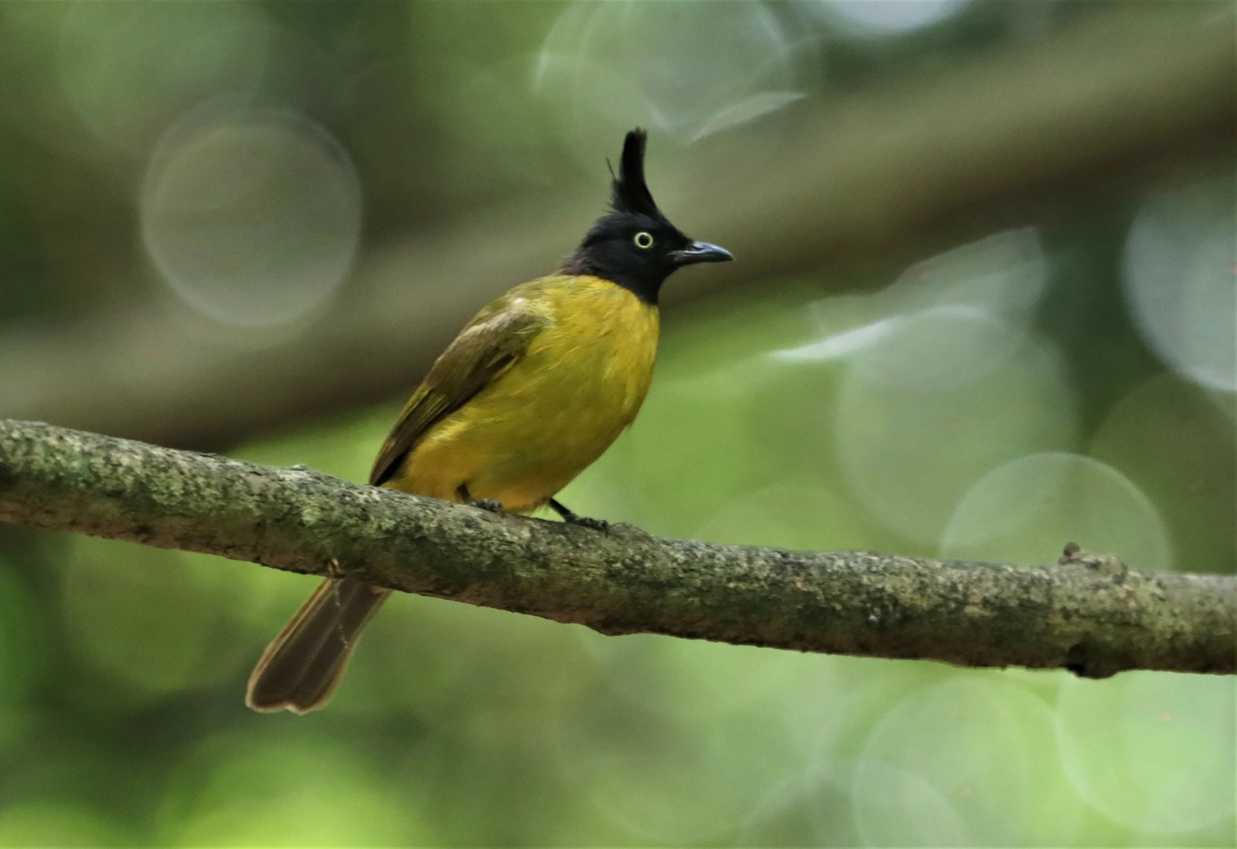 BULBUL - BLACK-CRESTED BULBUL - Pycnonotus melanicterus - KAENG KRACHAN NP THAILAND (42).jpg