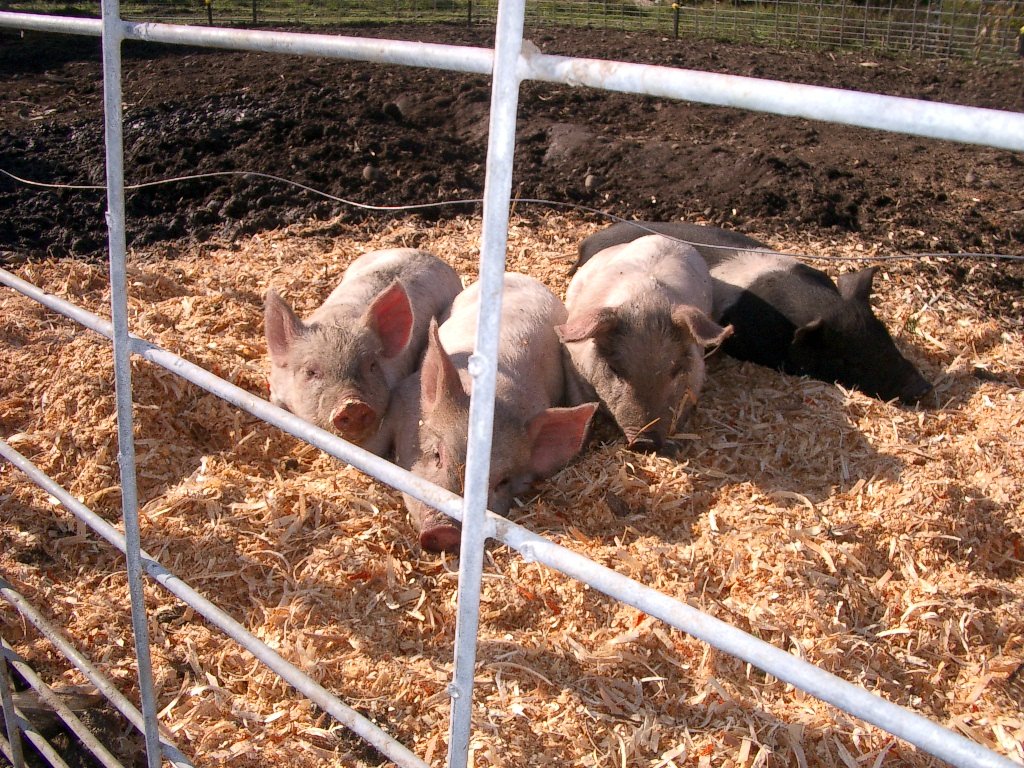 2003-10-26 PUMPKIN PATCH PORT ANGELES (12).JPG