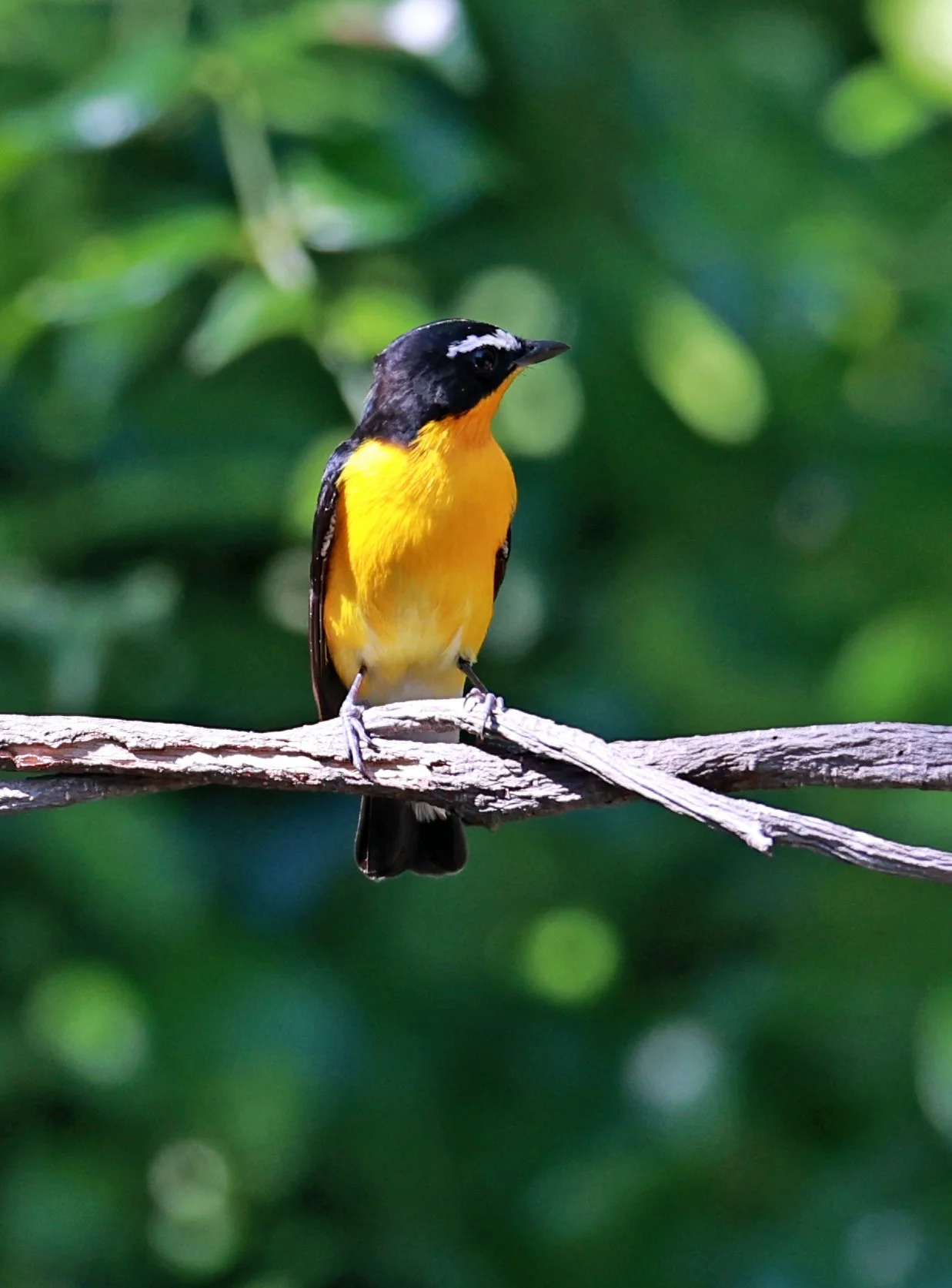 Flycatcher - Yellow-rumped Flycatcher - Ficedula zanthopygia - Bang Pu Mangrove Forest Reserve, Samut Prakan March 30, 2024 (39).jpg