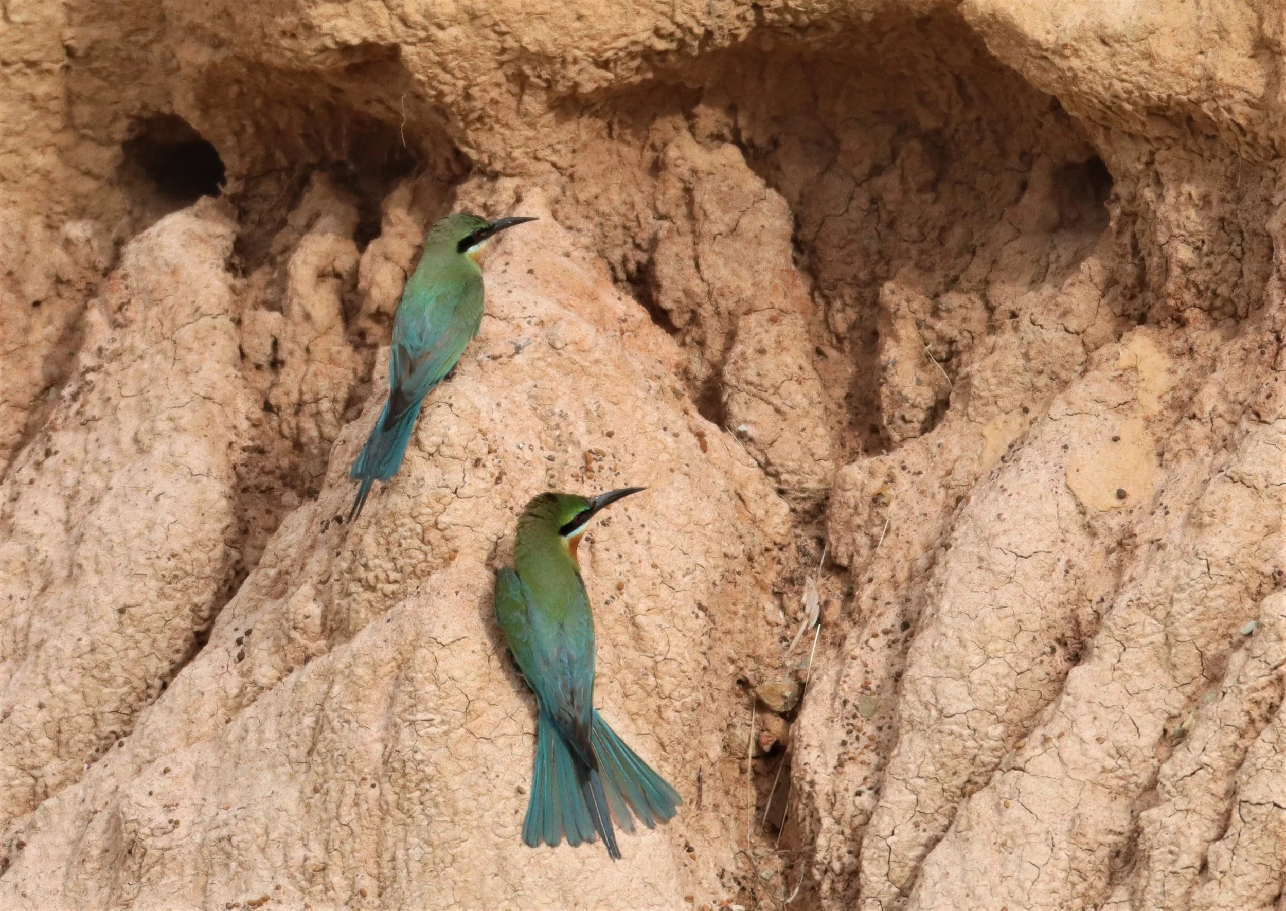 BEE EATER - BLUE-TAILED BEE-EATER - Merops philippinus - PETCHABURI OPEN QUARY AREA ON WAY TO BAAN MAKA (17).jpg