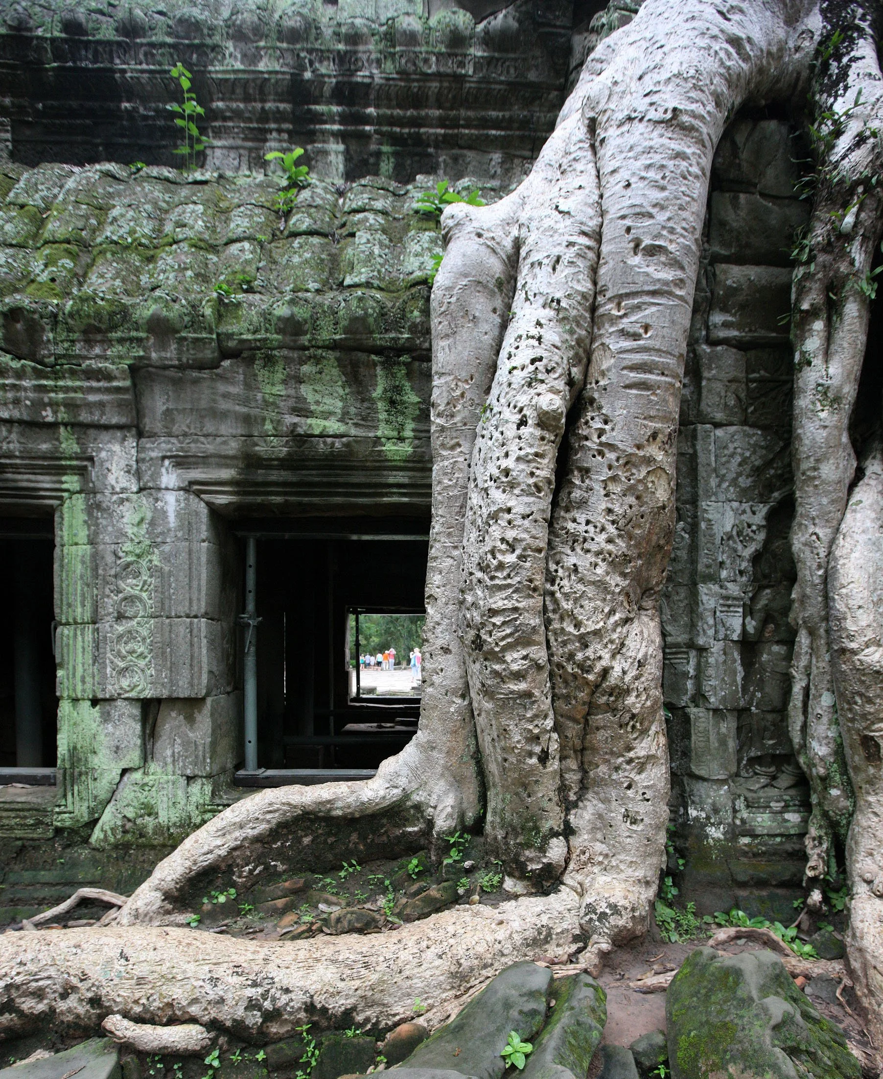 TA PROHM TEMPLE CAMBODIA - JULY 2010 (77).JPG