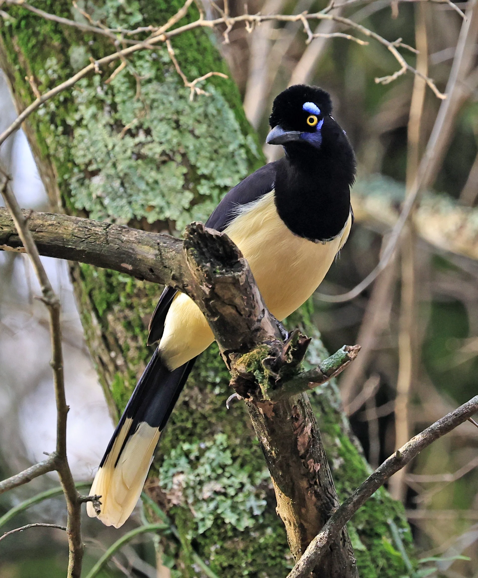 Plush-crested Jay (Cyanocorax chrysops) El Palmar National Park, Entre Rios, Argentina (45).jpg