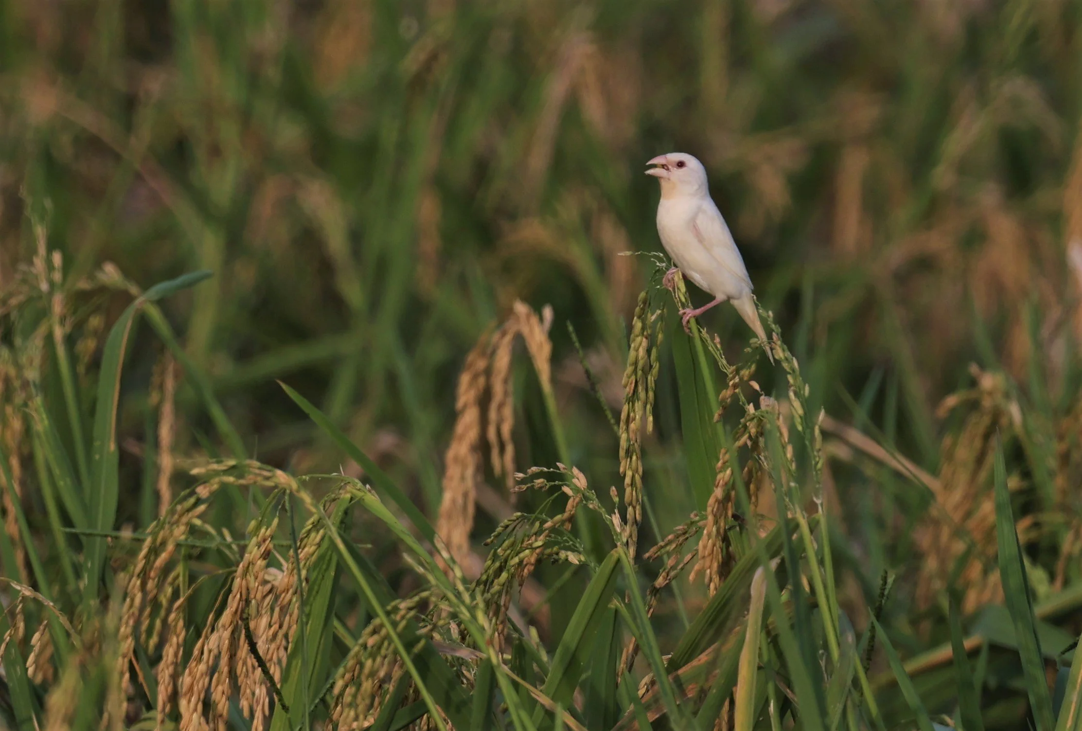 MUNIA - SCALY BREASTED MUNIA - Lonchura punctulata - ALBINO FORM - PATHUM THANI RICE RESEARCH CENTER 14 SEPT 2021 (9).jpg
