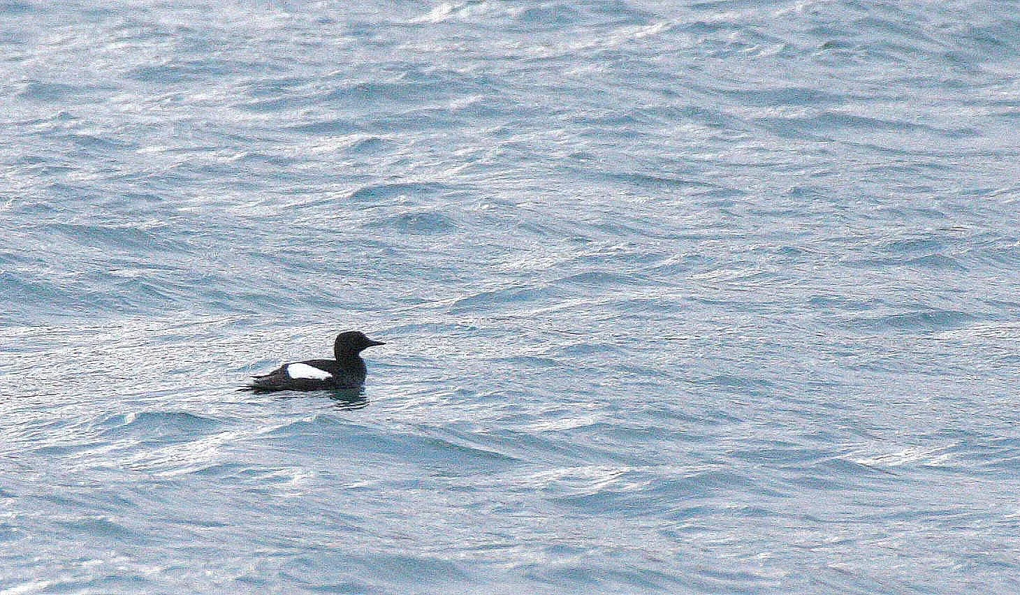 Cepphus grylle mandtii - BLACK GUILLEMOT - SVALBARD (2).jpg
