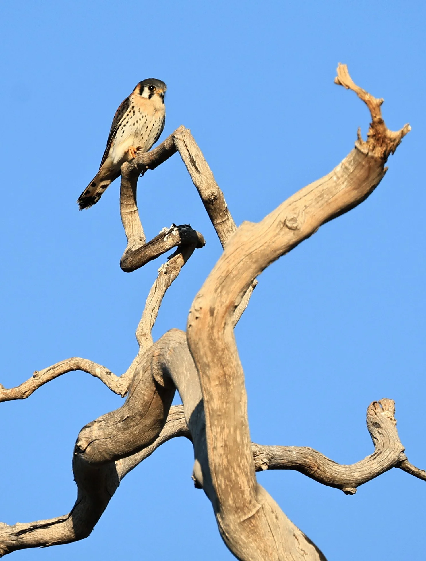 American Kestrel (Falco sparverius) Agua Dulce Paraguay (1).jpg