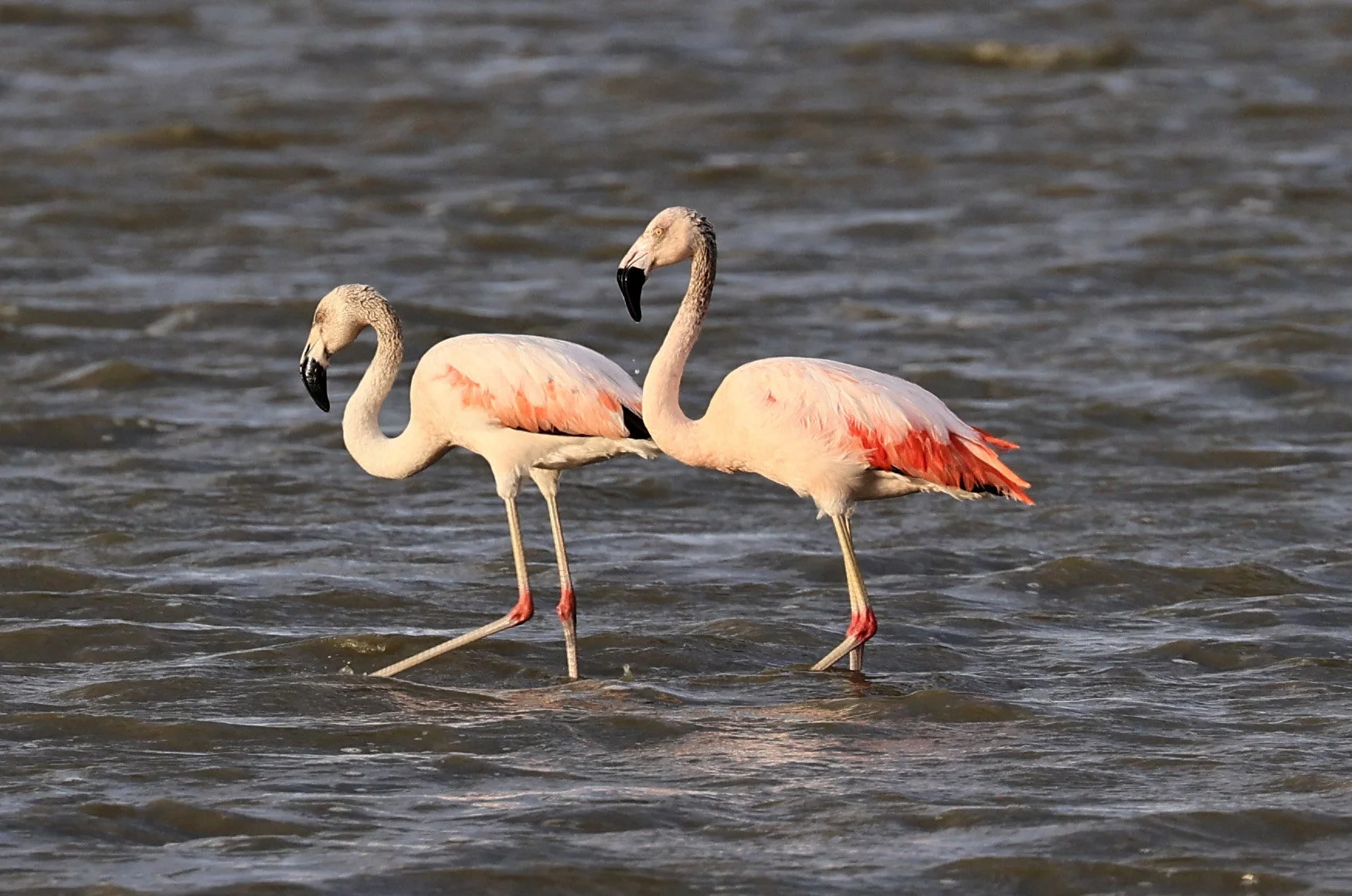 Chilean Flamingo (Phoenicopterus chilensis) Chaco Lodge & Laguna Salada Paraguay (92).jpg