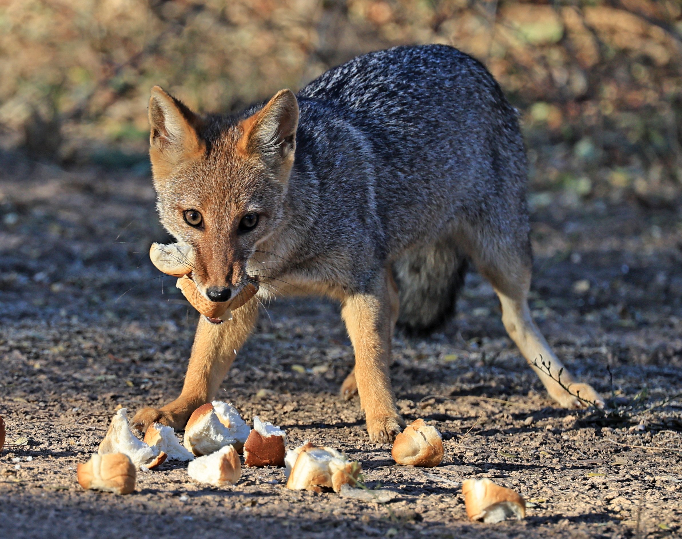 Pampas Fox (Lycalopex gymnocerca) Reserva Natural Canada el Carmen, Paraguay  (22).jpg