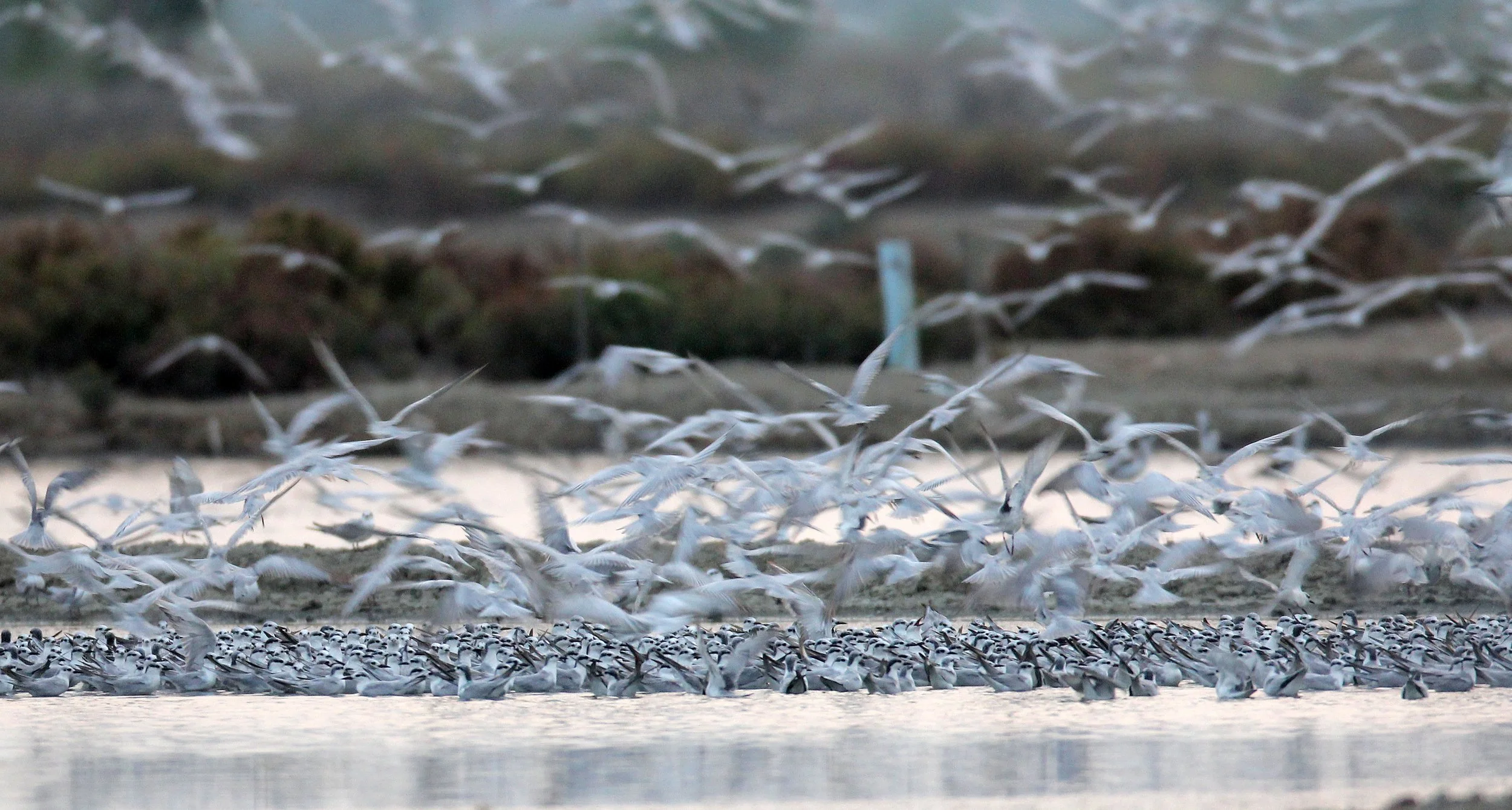 BIRD - TERN SPECIES MIXED FLOCK - WHISKERED AND LITTLE - KOK KHAM MAJACHAI  SALT PONDS - THAILAND (21).JPG