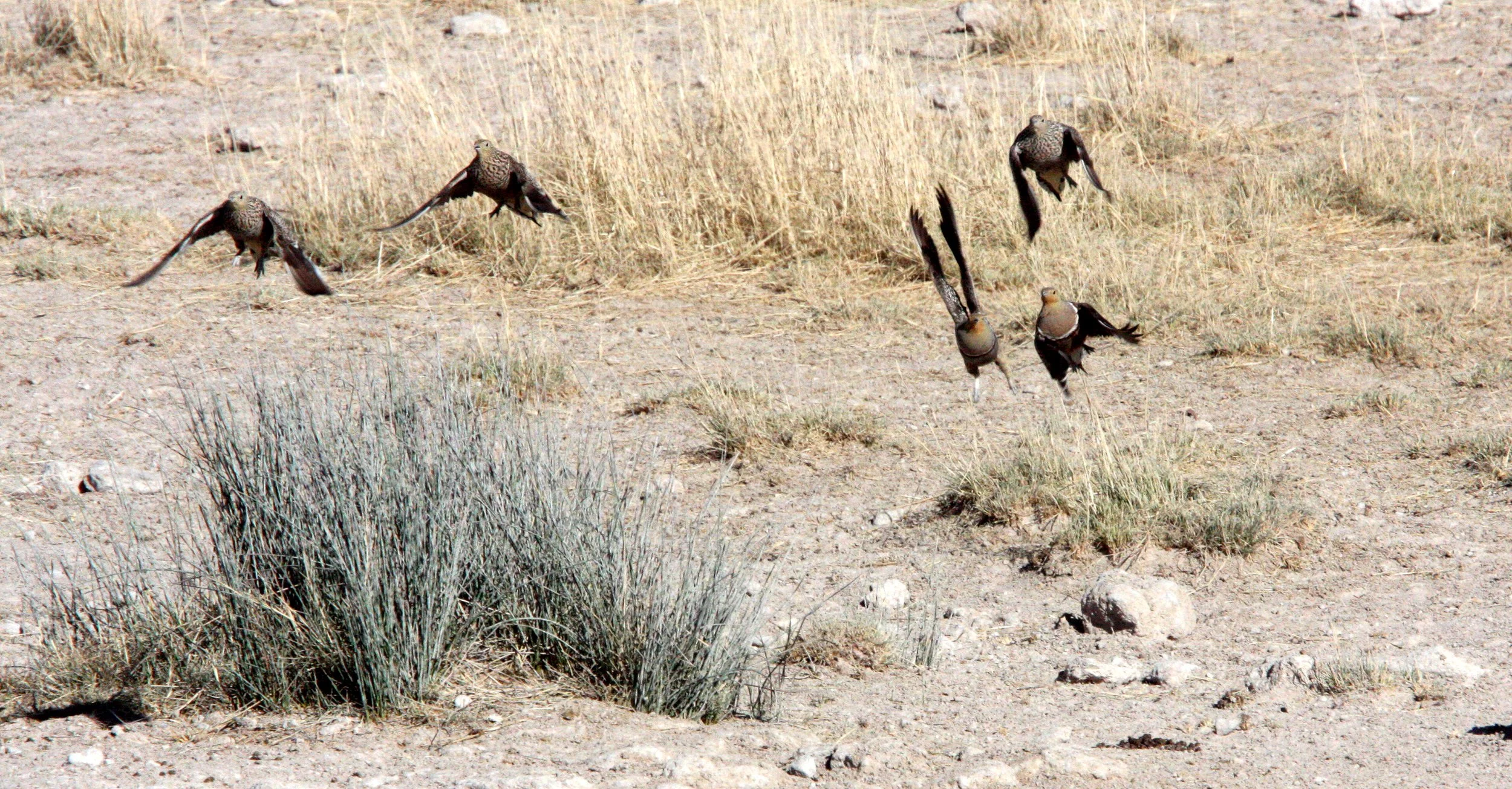 Namaqua Sandgrouse (Pterocles namaqua) Etosha NP Namibia (4).JPG