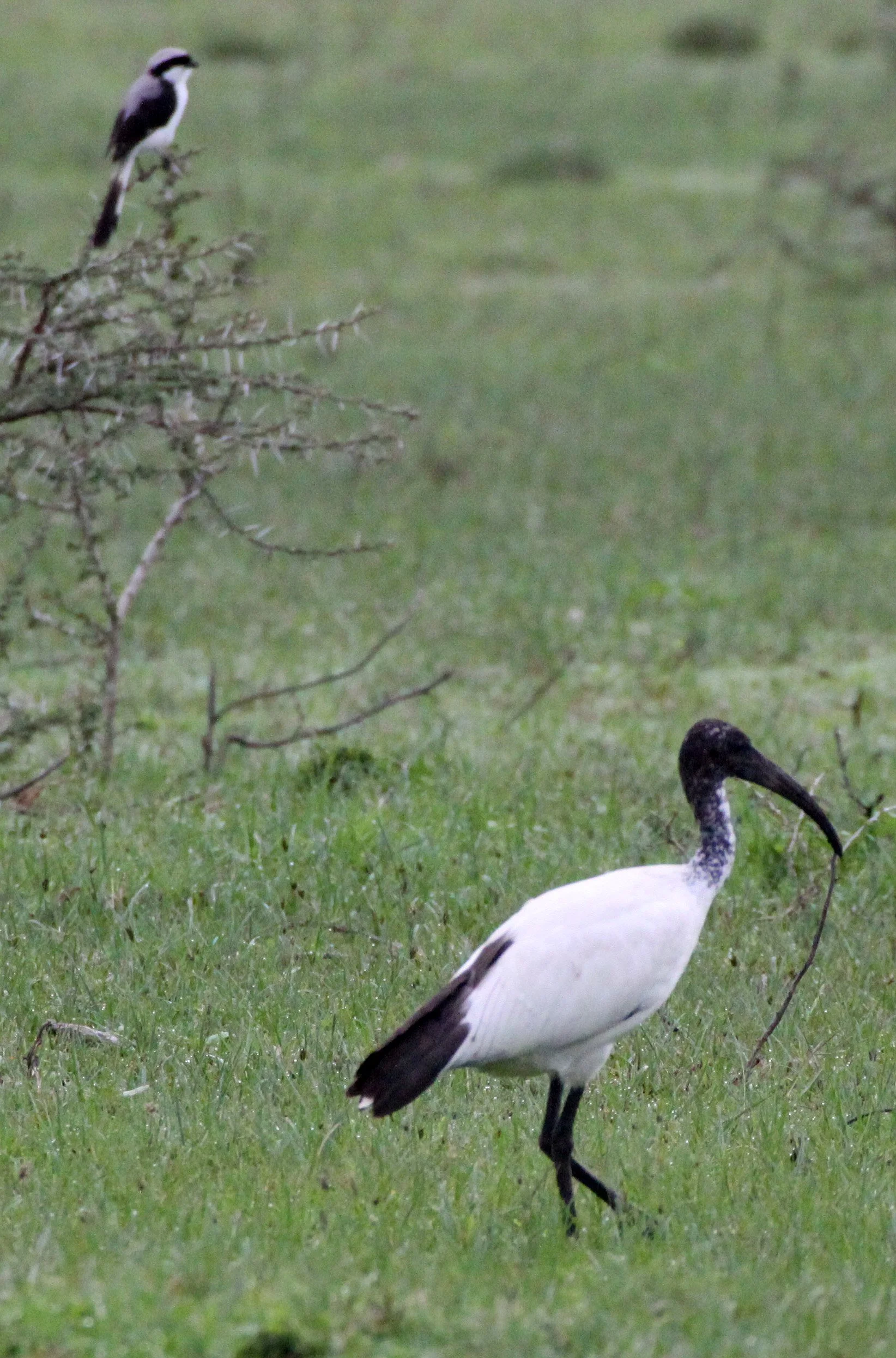IBIS - AFRICAN SACRED IBIS - Threskiornis aethiopicus - LANGANO LAKE ETHIOPIA (1).JPG