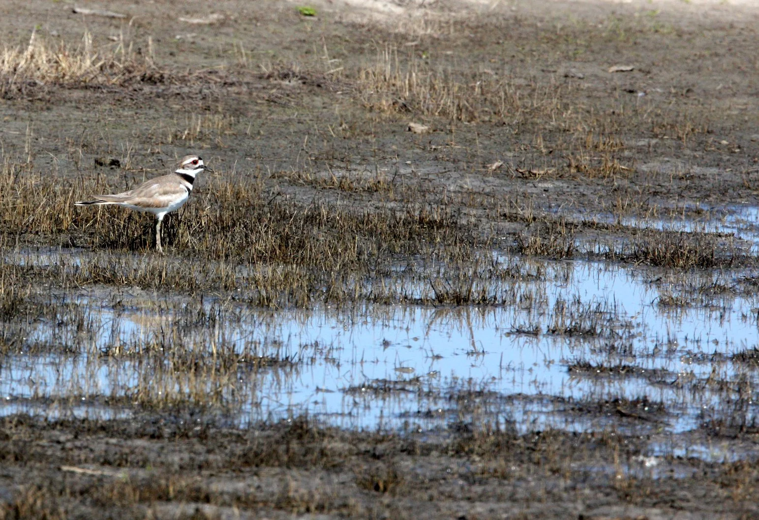 BIRD - KILLDEER - CARRIZO PLAIN NATIONAL MONUMENT CALIFORNIA (2).JPG