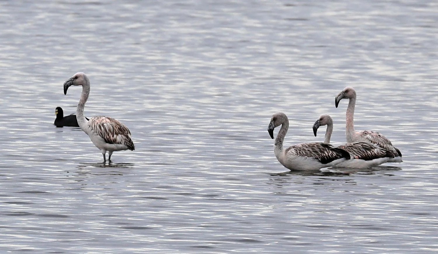 Chilean Flamingo (Phoenicopterus chilensis) Lagunas del Ornitólogo, Trelew Argentina (69).jpg