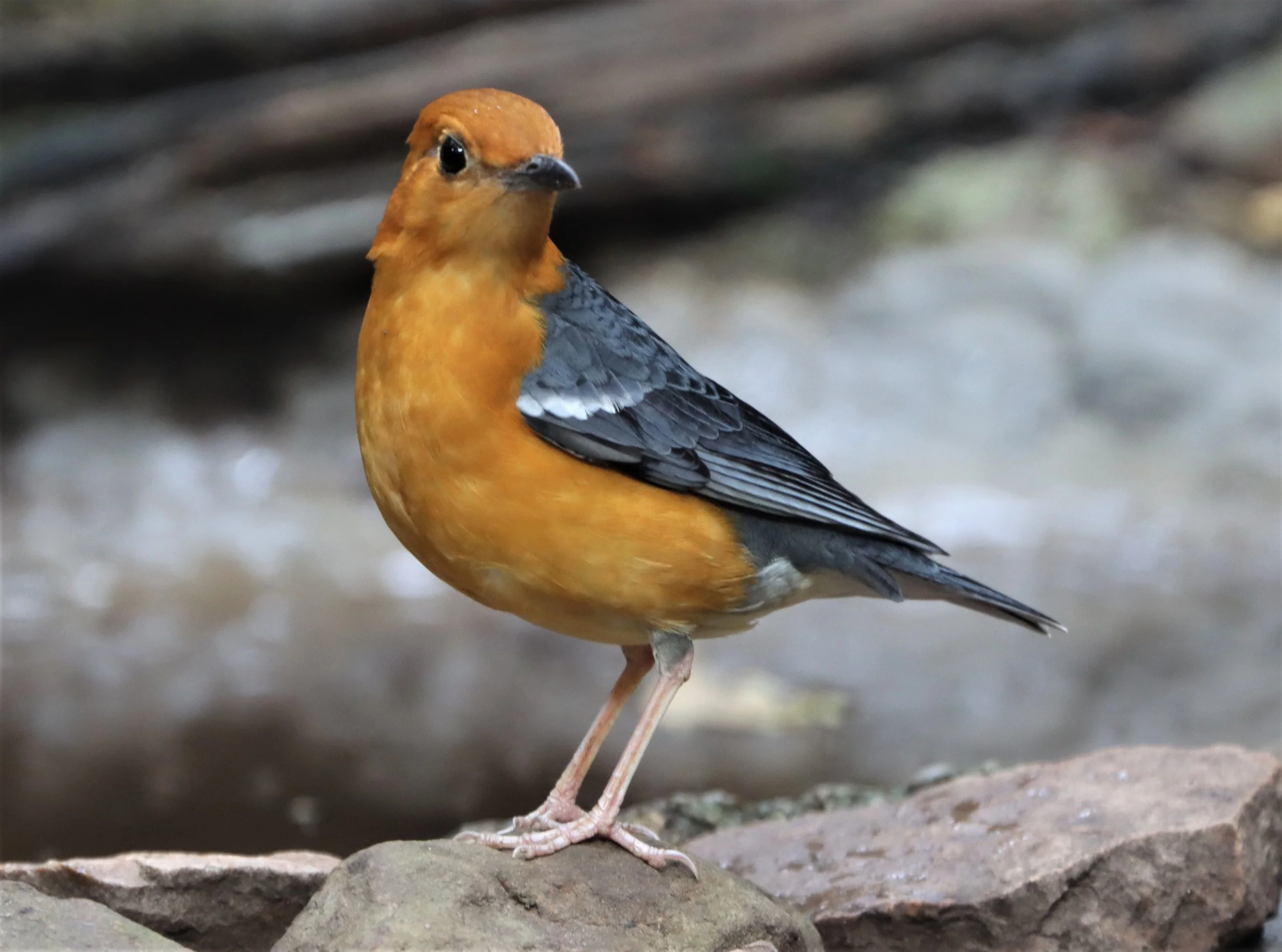 Orange-headed Thrush (Zoothera citrina) Neung Hide Kaeng Krachan NP (22).jpg