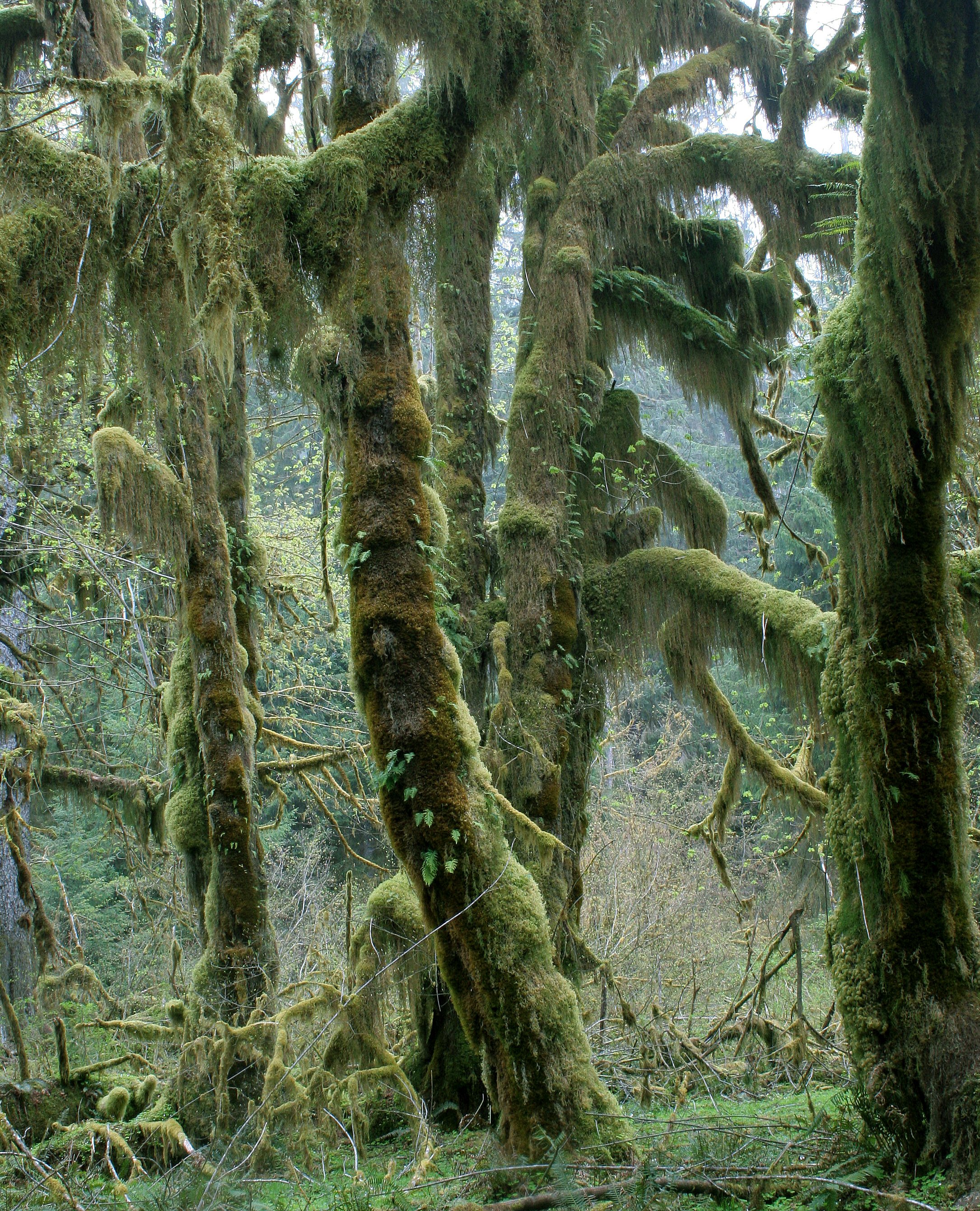 Olympic Peninsula, Washington USA Scenery & Landscapes
