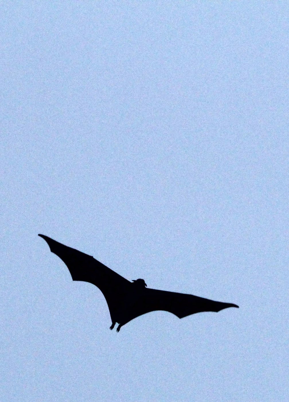 Pteropus vampyrus - LARGE FLYING FOX - UJUNG KULON NATIONAL PARK JAVA BARAT INDONESIA (18).JPG