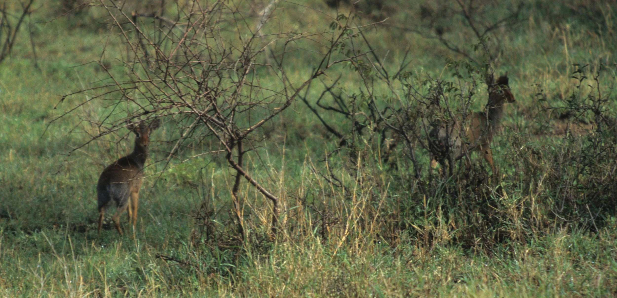 BOVID - DIK DIK - KIRKS - SERENGETI (14).jpg
