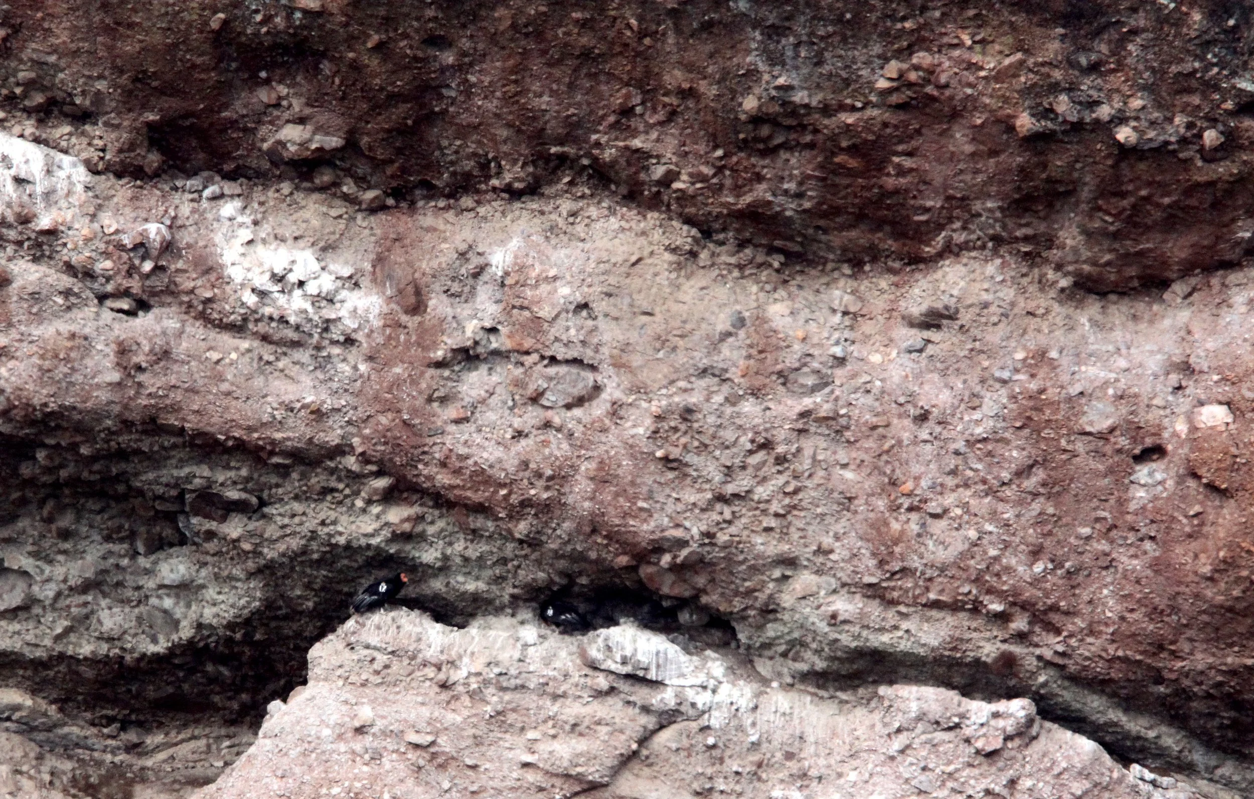 Gymnogyps californianus - CALIFORNIA CONDOR - PINNACLES NATIONAL MONUMENT CALIFORNIA (16).JPG