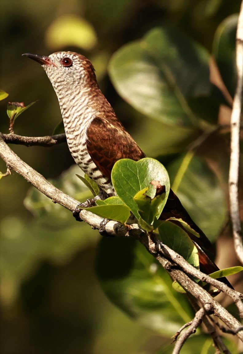Violet Cuckoo (Chrysococcyx xanthorhynchus) Rama IX Park Bangkok (34).jpg
