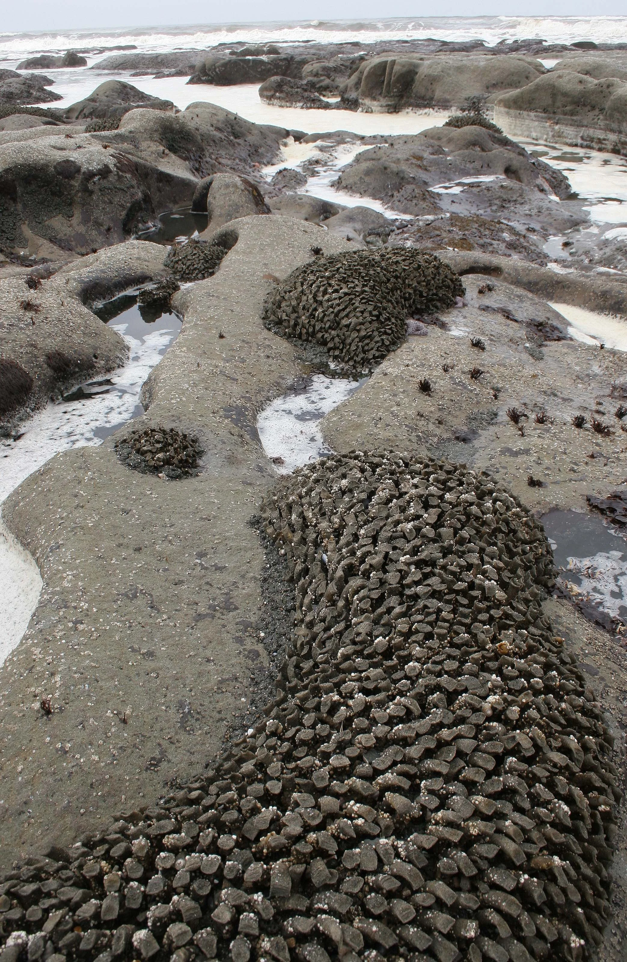 INVERTS - INTERTIDAL - ANNELIDA - FEATHER DUSTER WORMS.jpg
