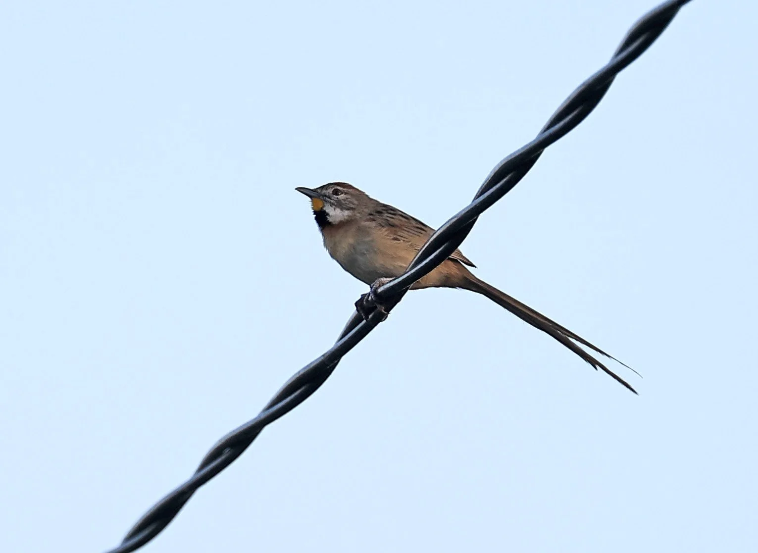 Chotoy Spinetail (Schoeniophylax phryganophilus) Hotel Iparoma Campestre Paraguay