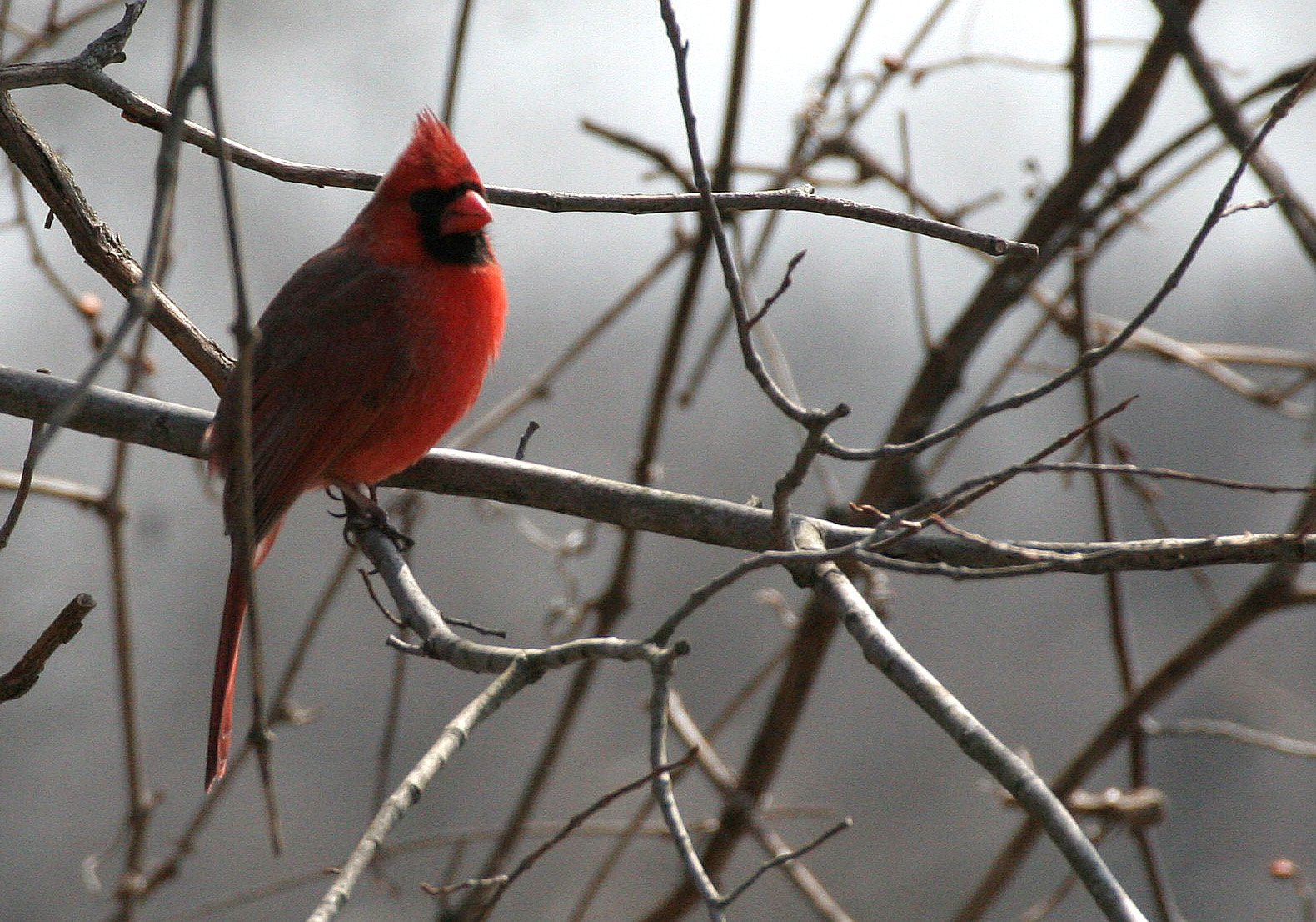 BIRD - CARDINAL - NORTHERN CARDINAL - PRATT'S WAYNE WOODS PRESERVE ILLINOIS (3).JPG
