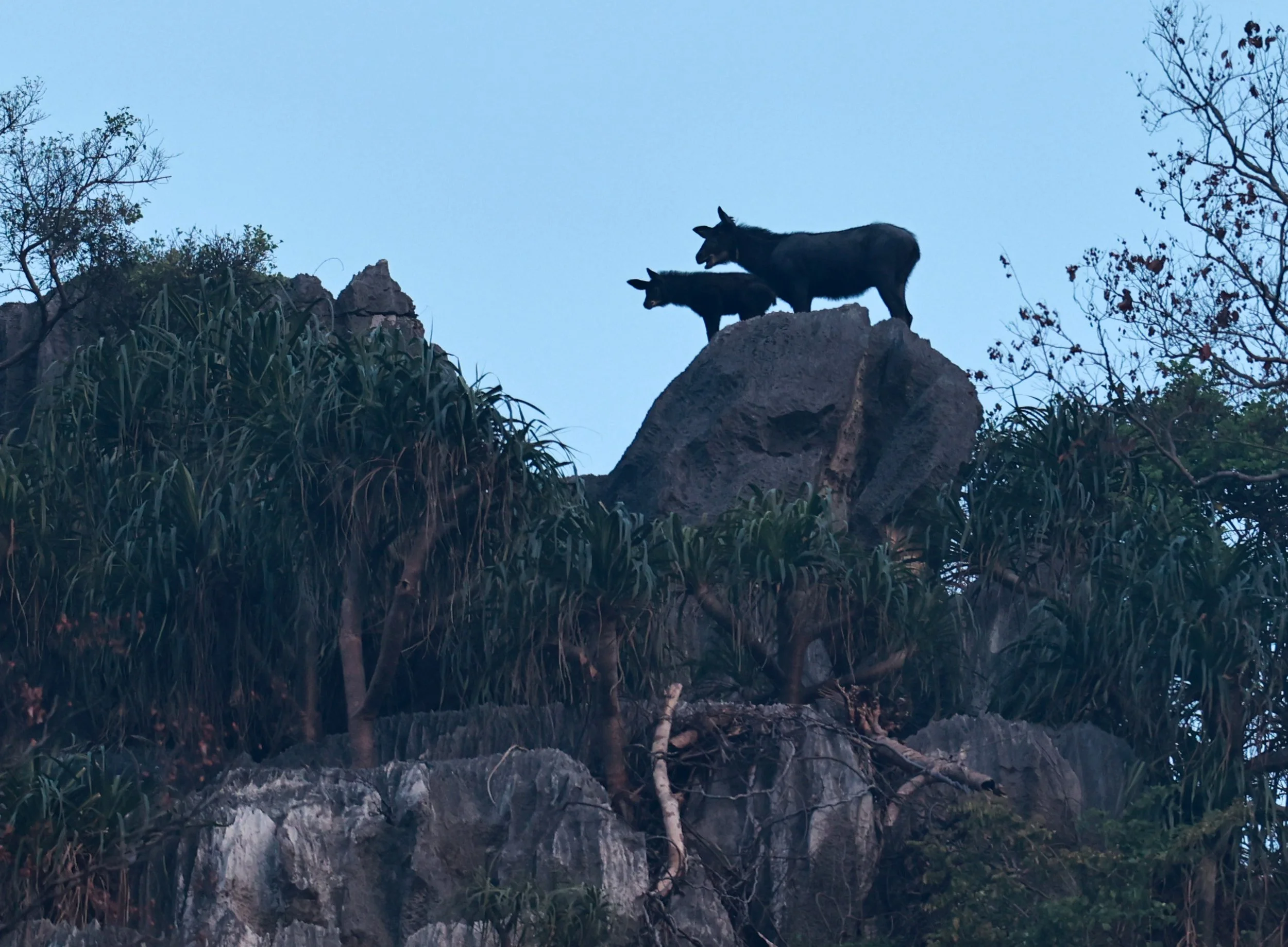 Indochinese Serow (Capricornis milneedwardsi maritimus) Pak Chong, Ban Tha Chang Spring (18).jpg