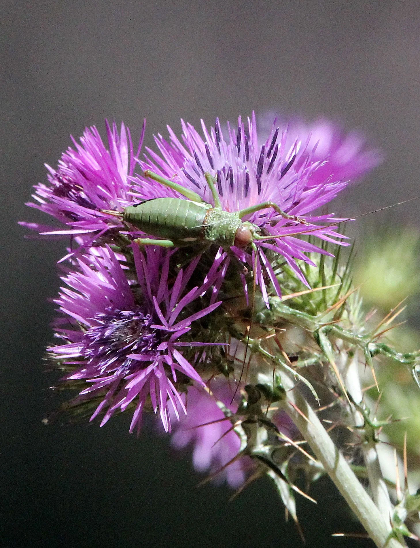Gryllidae species - Feija NP, Tunisia.JPG