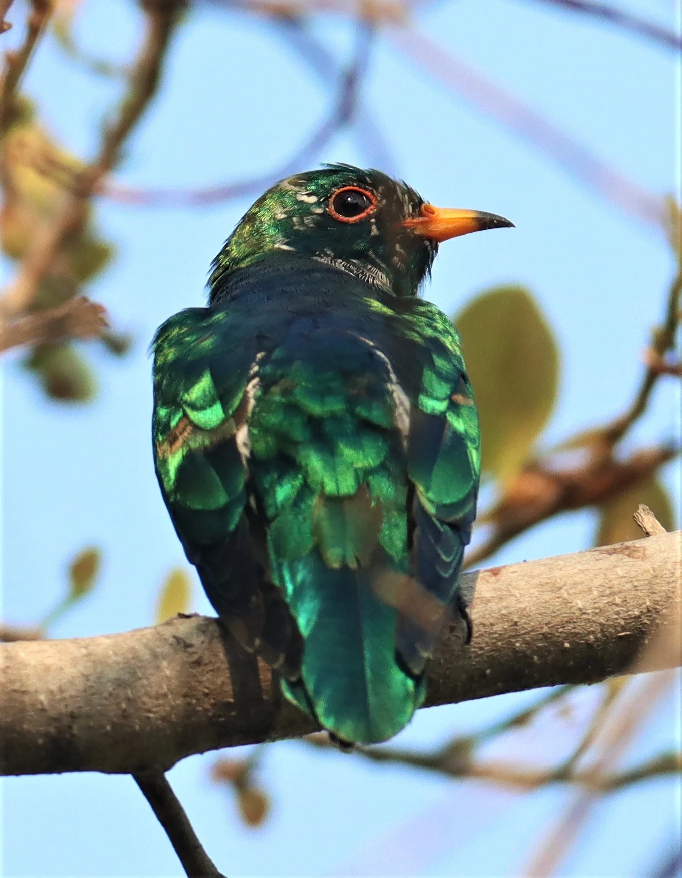 Asian Emerald Green Cuckoo (Chrysococcyx maculatus) Rama IX Park Bangkok (17).jpg