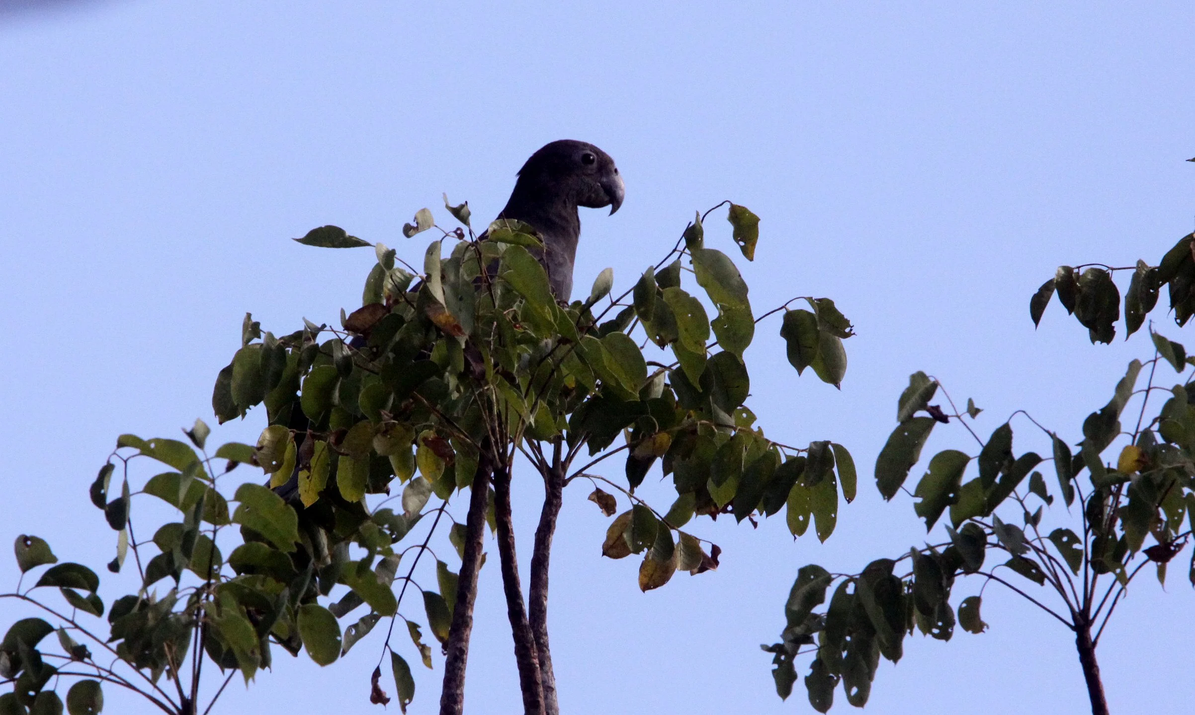 BIRD - PARROT - LESSER VASA PARROT - KIRINDY NATIONAL PARK - MADAGASCAR (7).JPG