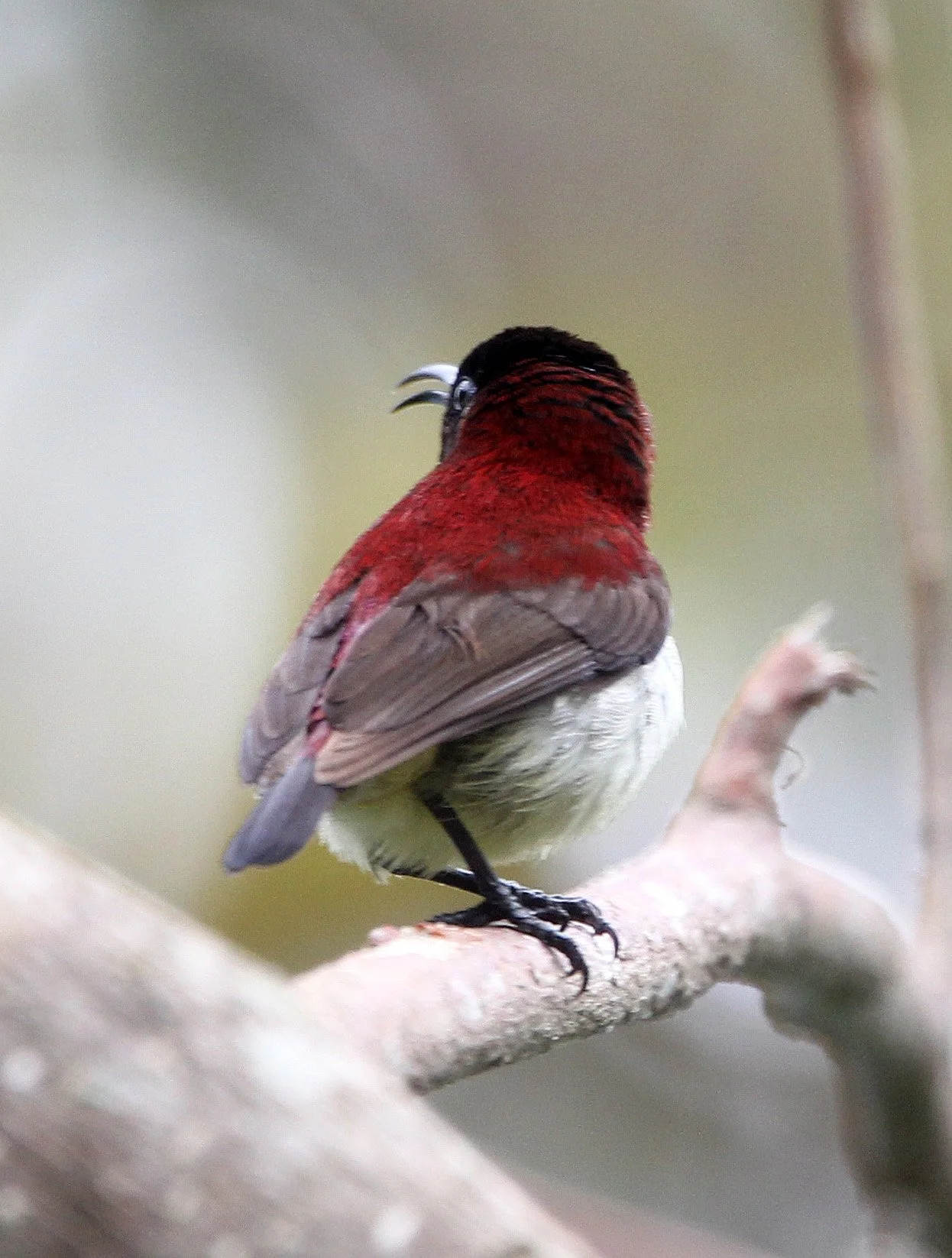 BIRD - SUNBIRD - CRIMSON-BACKED SUNBIRD - THOLPETTY RESERVE WAYANAD KERALA INDIA (1).JPG