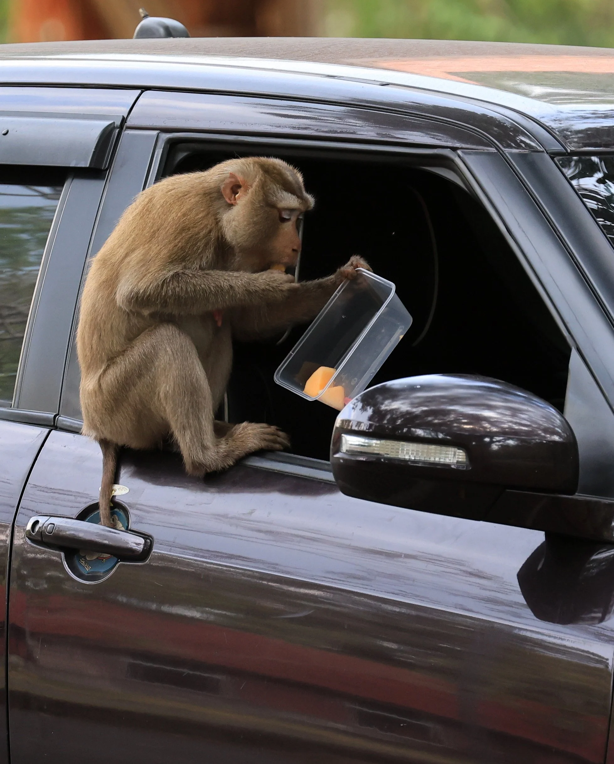 Northern Pig-tailed Macaque (Macaca leonina) Khao Yai National Park Feb 2026 Day 2 (14).jpg