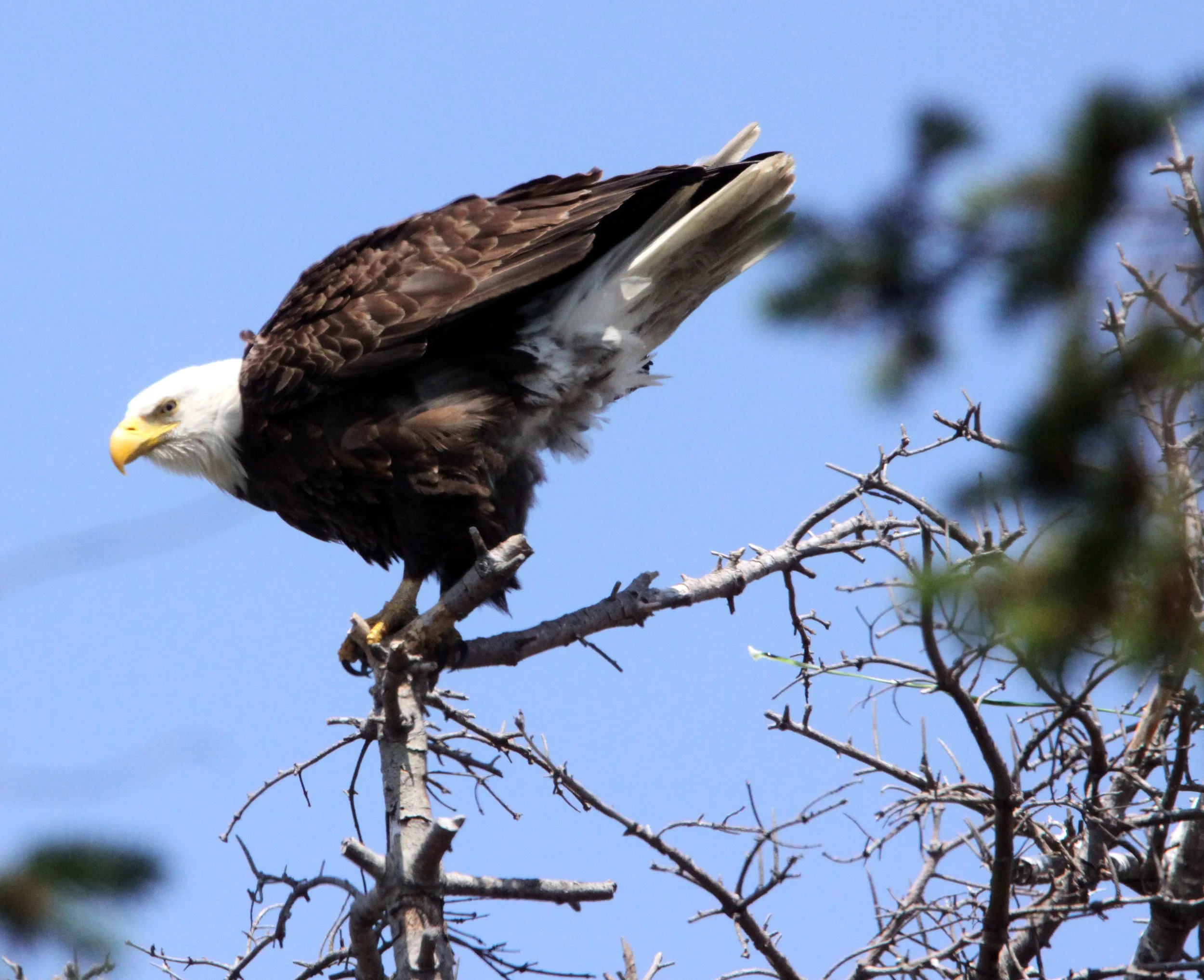 Haliaeetus leucocephalus - AMERICAN BALD EAGLE - MARINE DRIVE SEQUIM WA (27).JPG