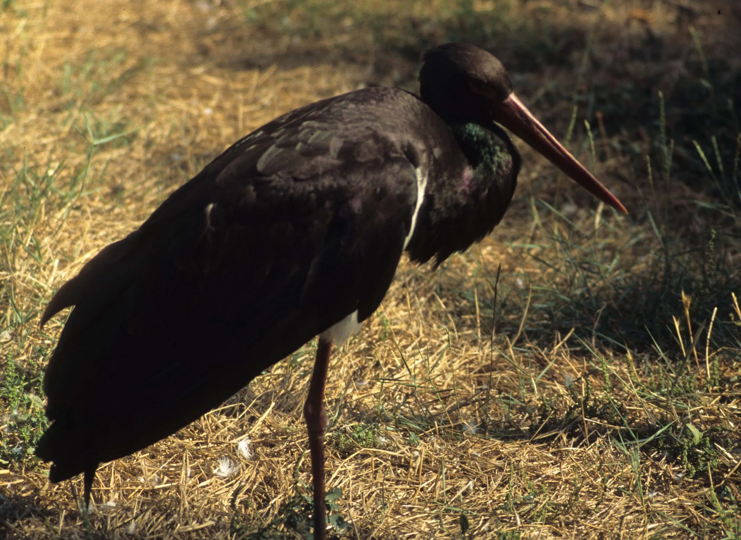 STORK - BLACK STORK - Ciconia nigra - LA CAMARGUE FRANCE WETLANDS.jpg